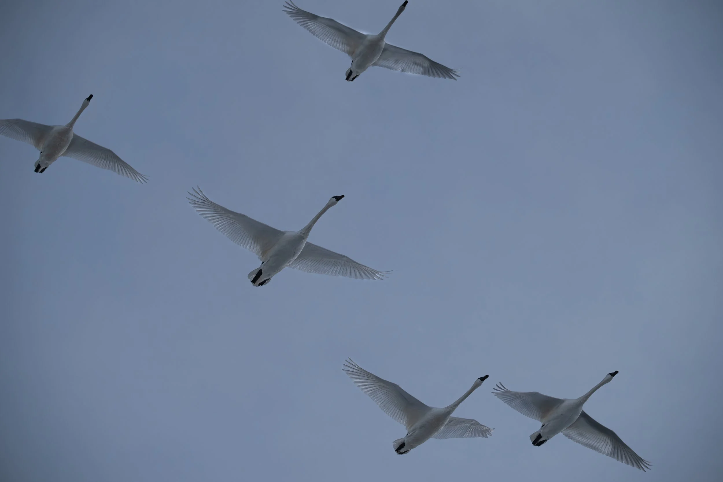 Geese in sky-70.jpg