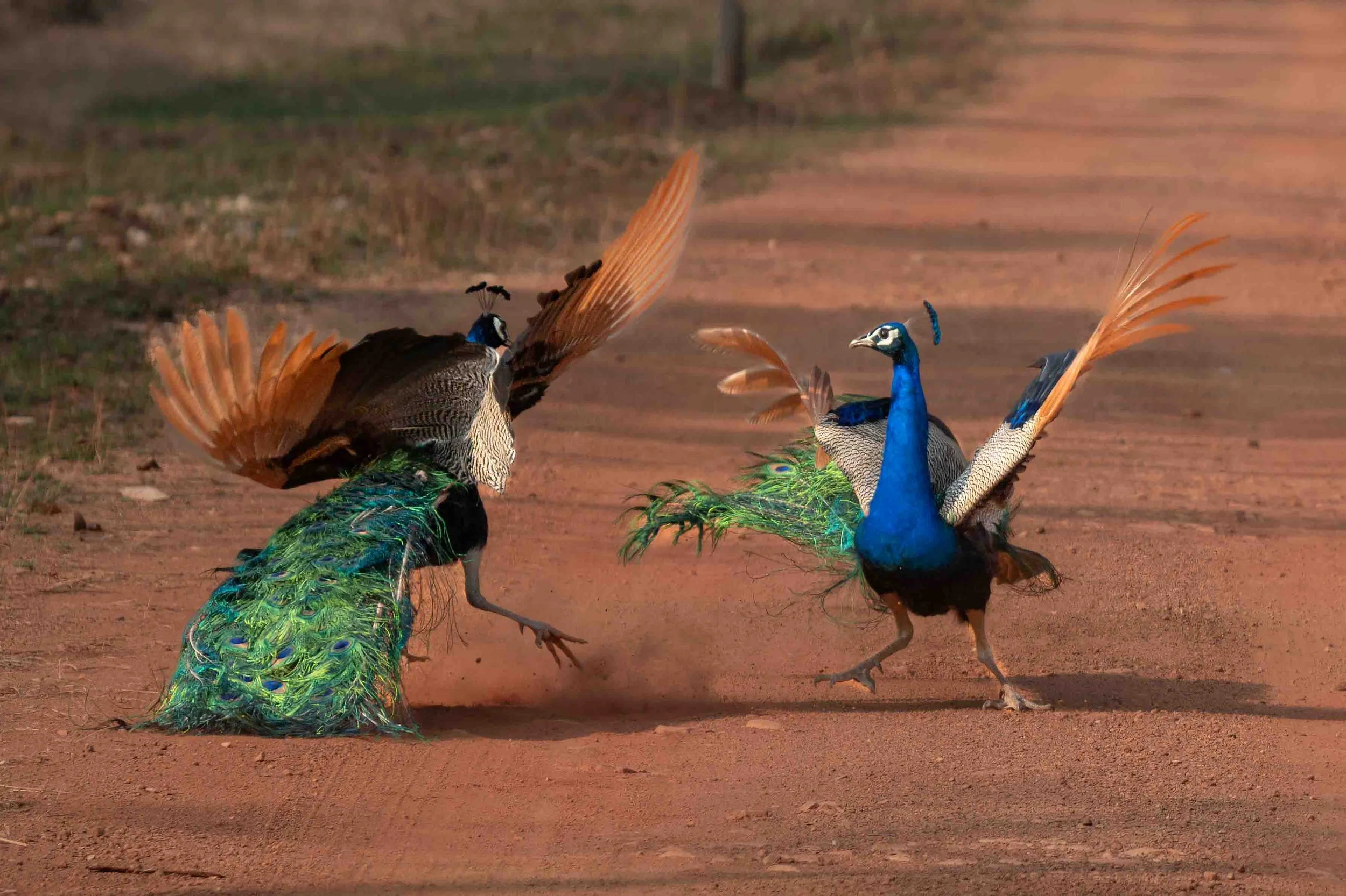 Peacock Tussle-1.jpg