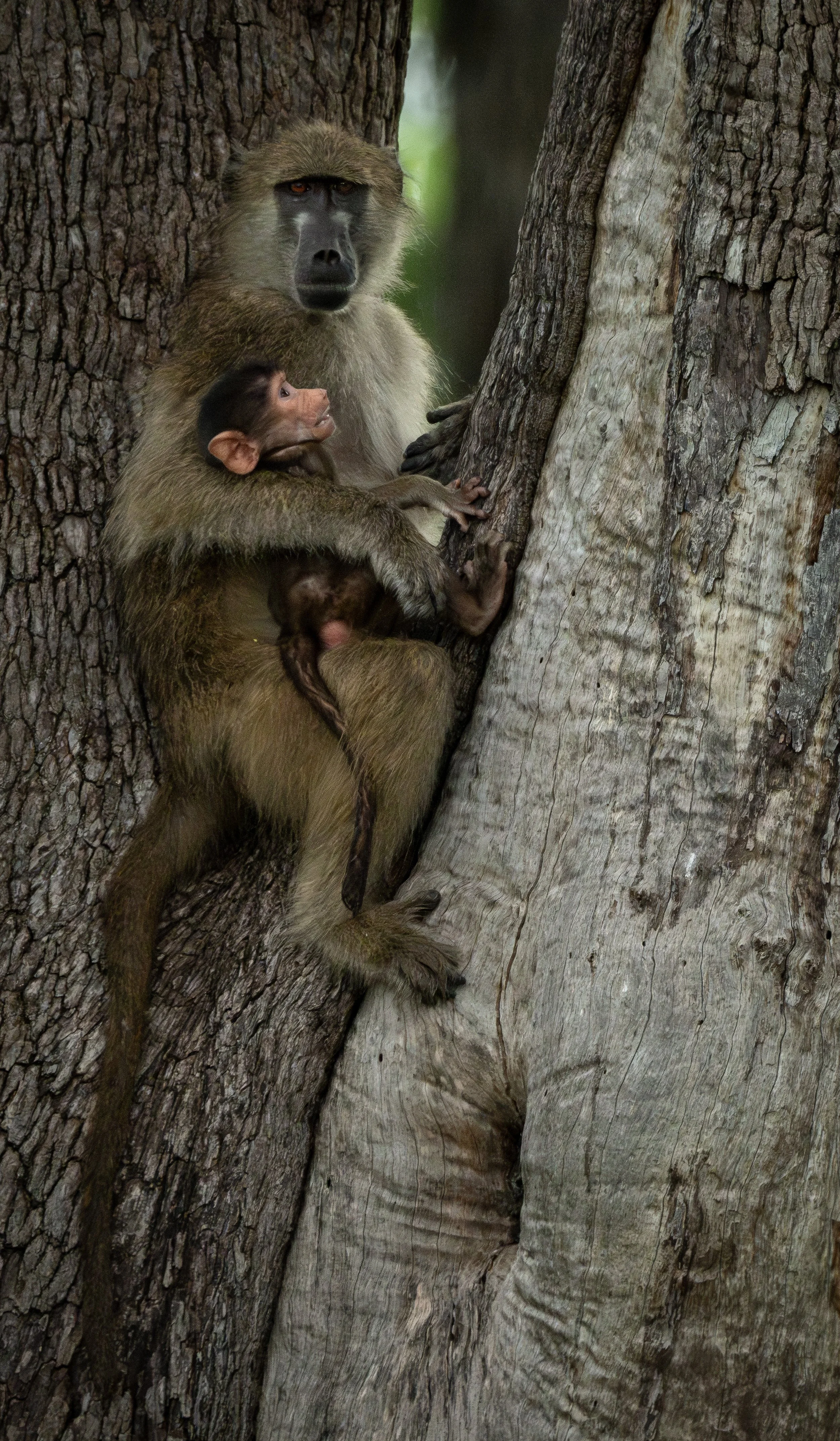 Baboon and Baby, Botswana
