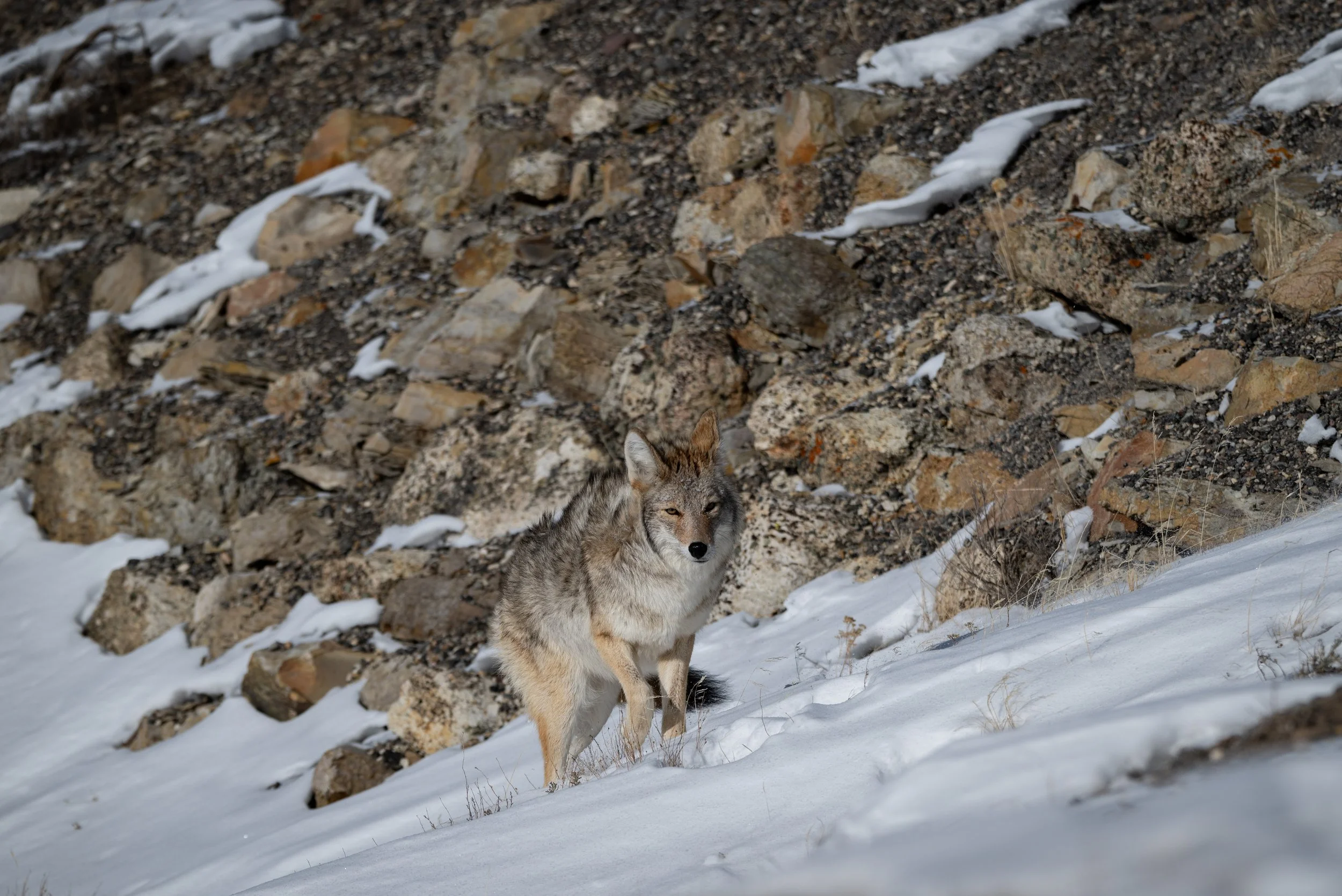 Como Coyote-57.jpg
