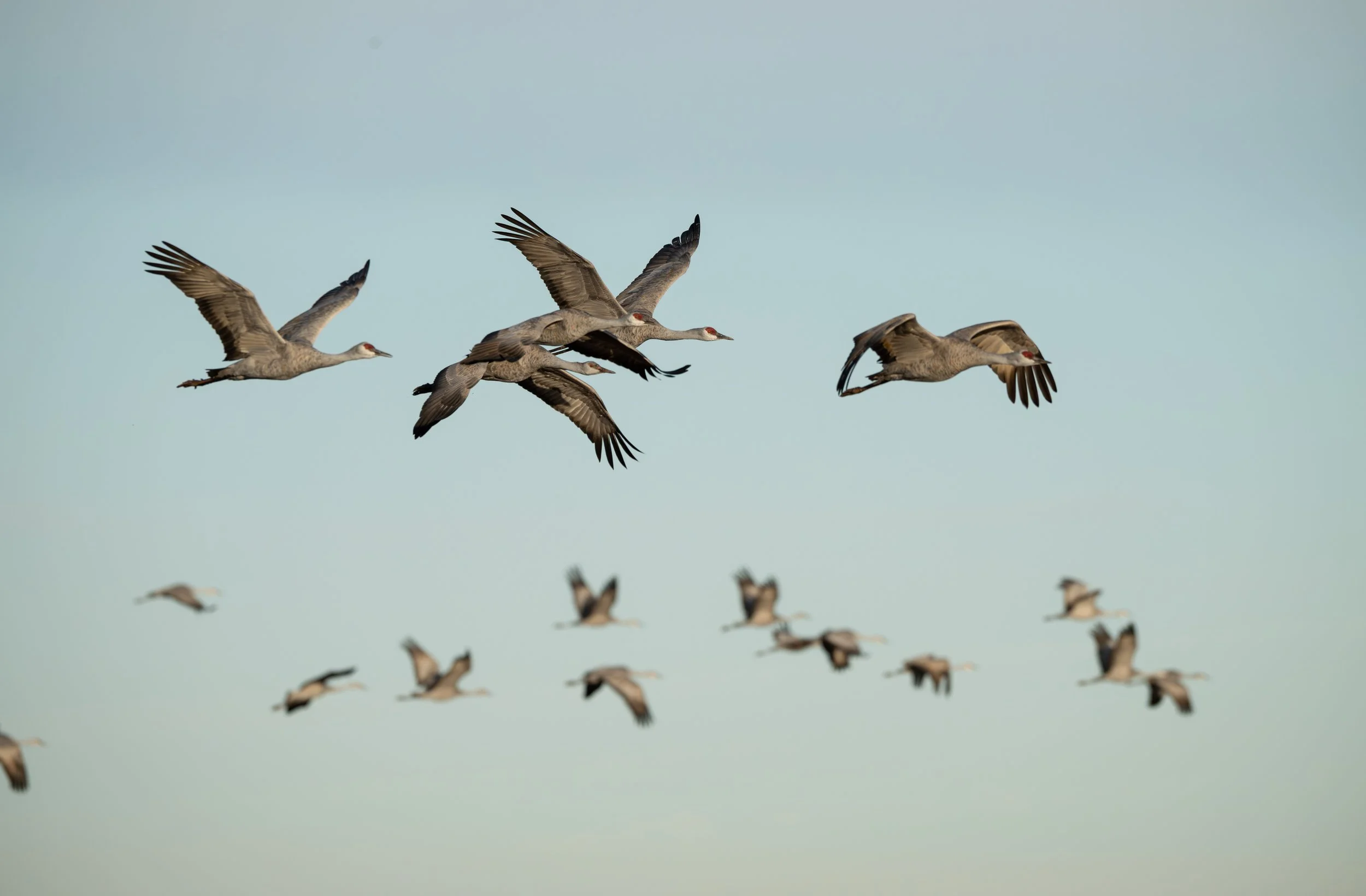 Sandhill Crane -19.jpg