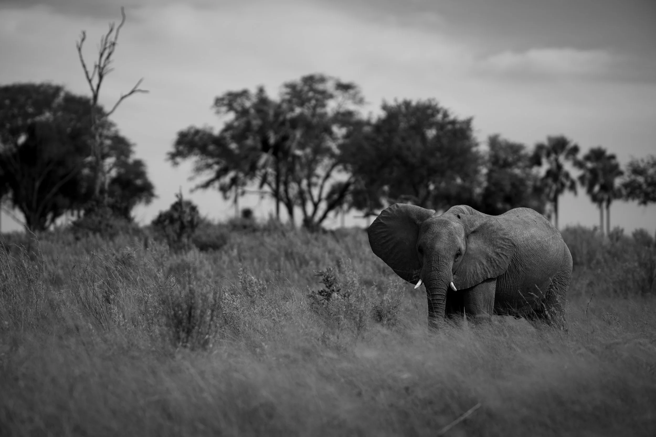 Elephant, Botswana
