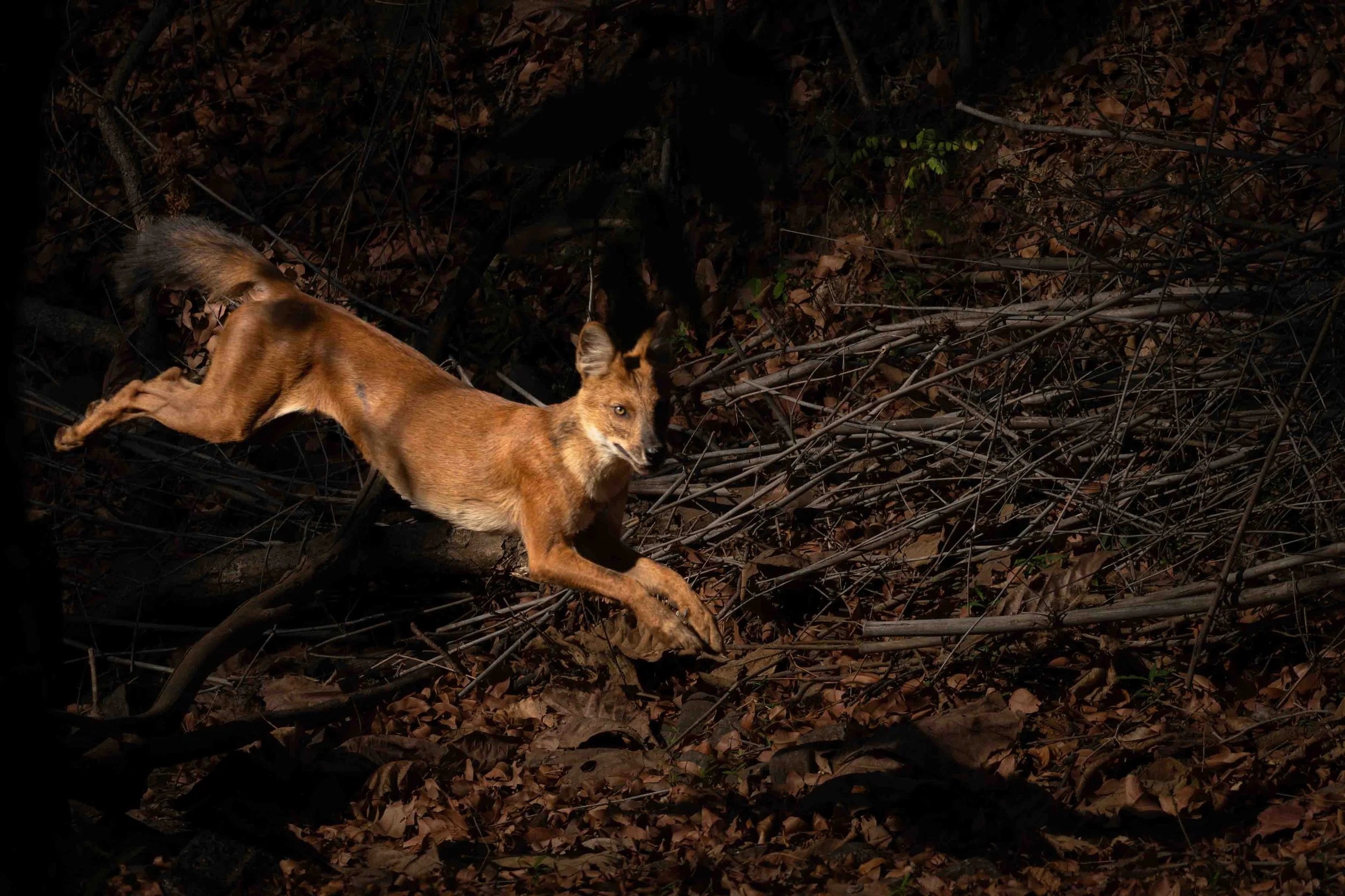 Wild Dog Tadoba-5.jpg