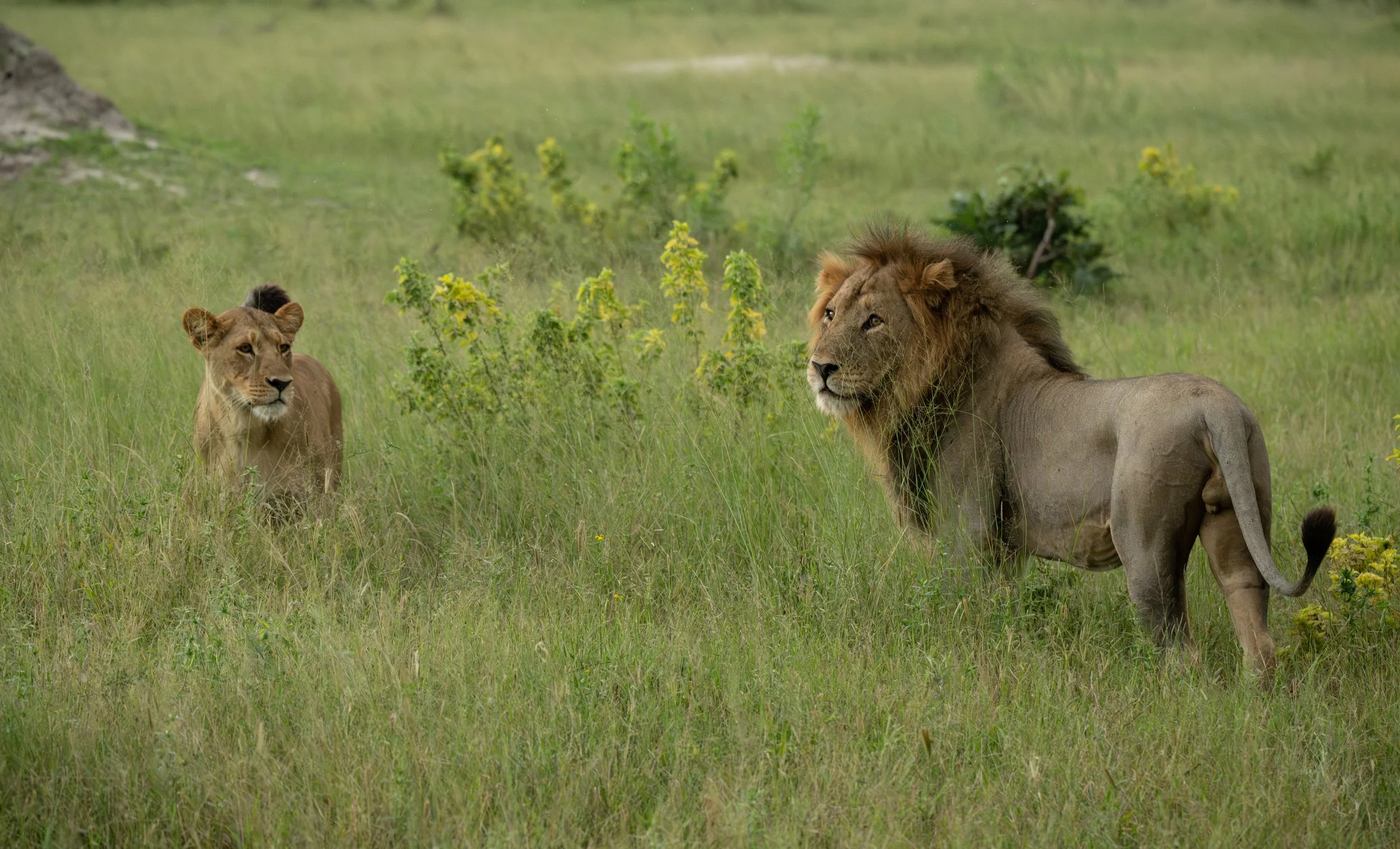  Lion Couple-41.jpg