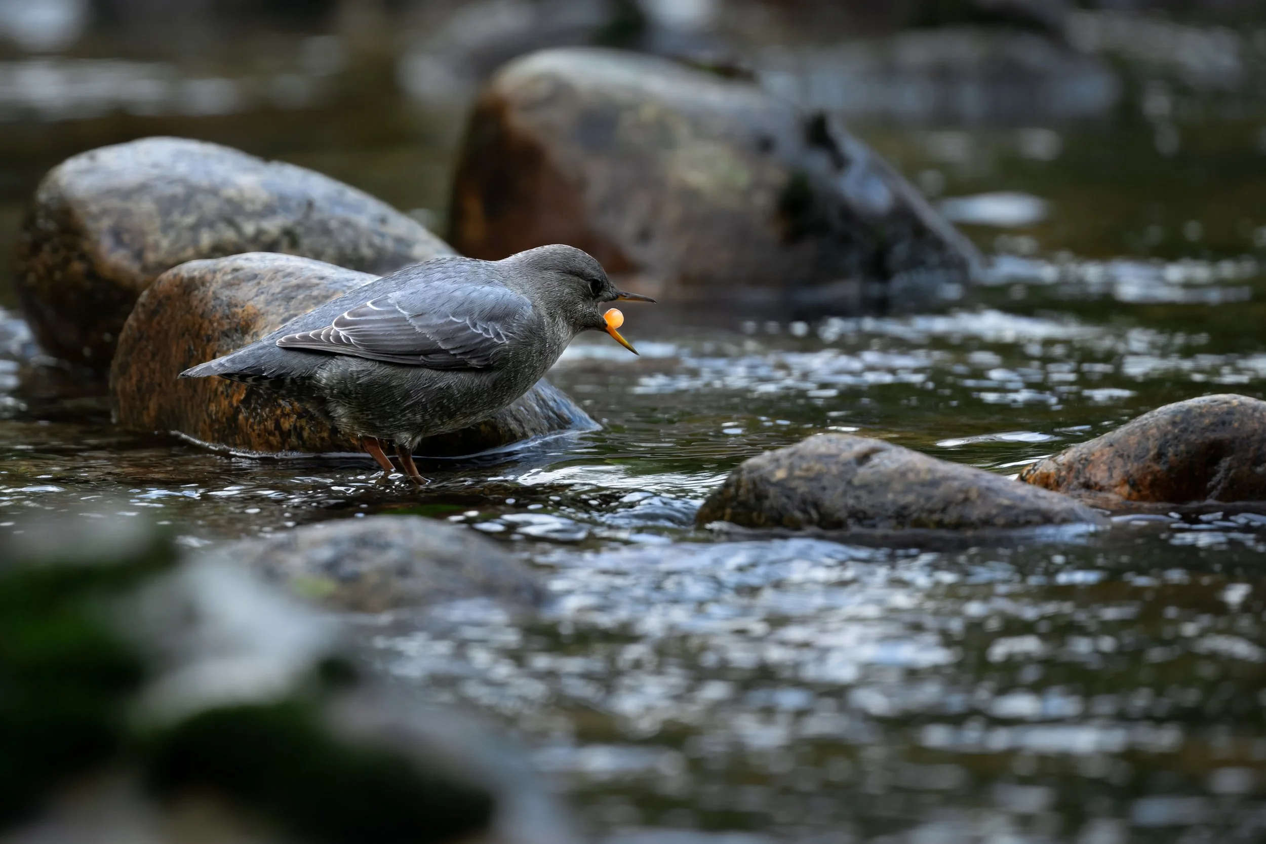 American Dipper-7.jpg