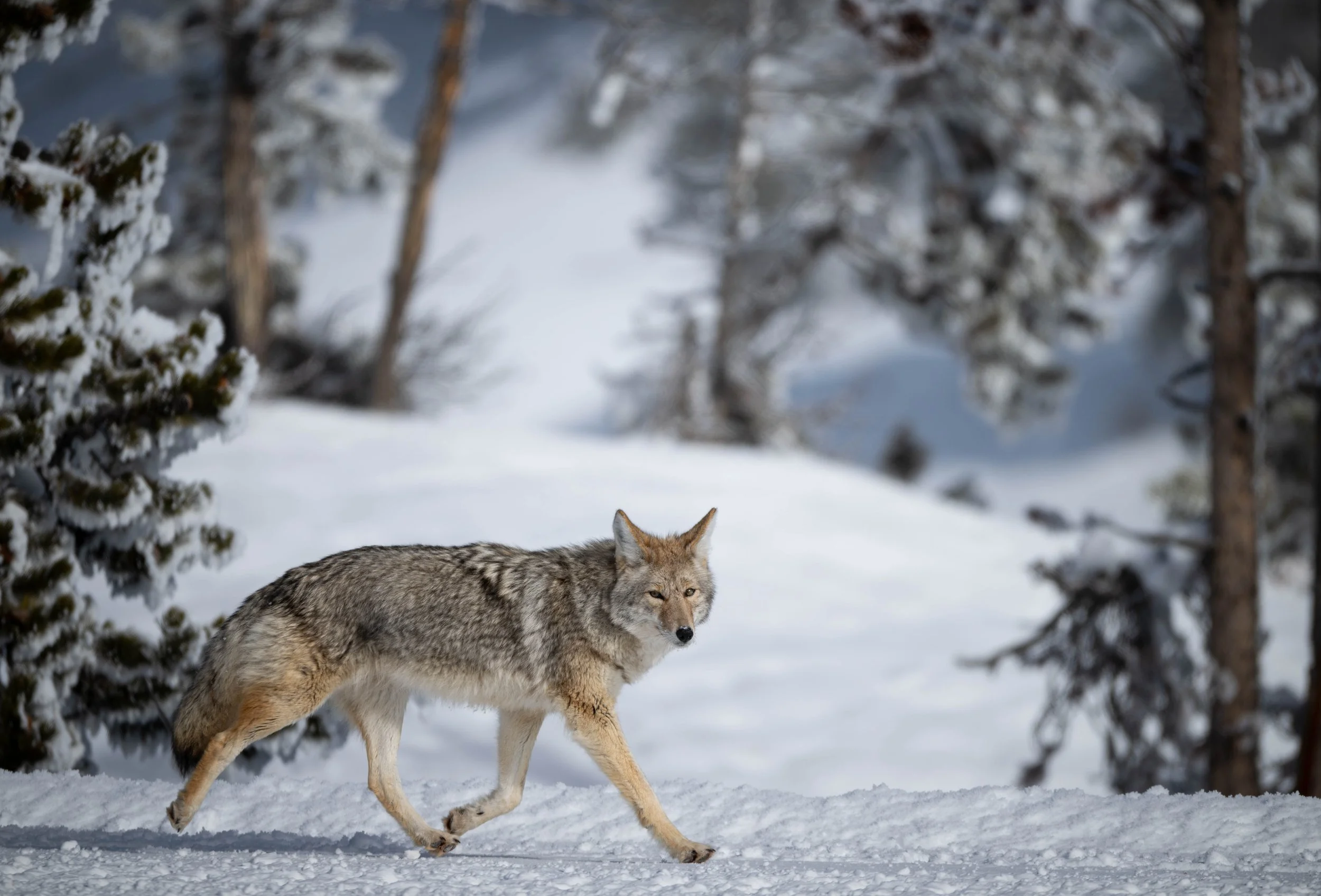 Coyote on the move.jpg