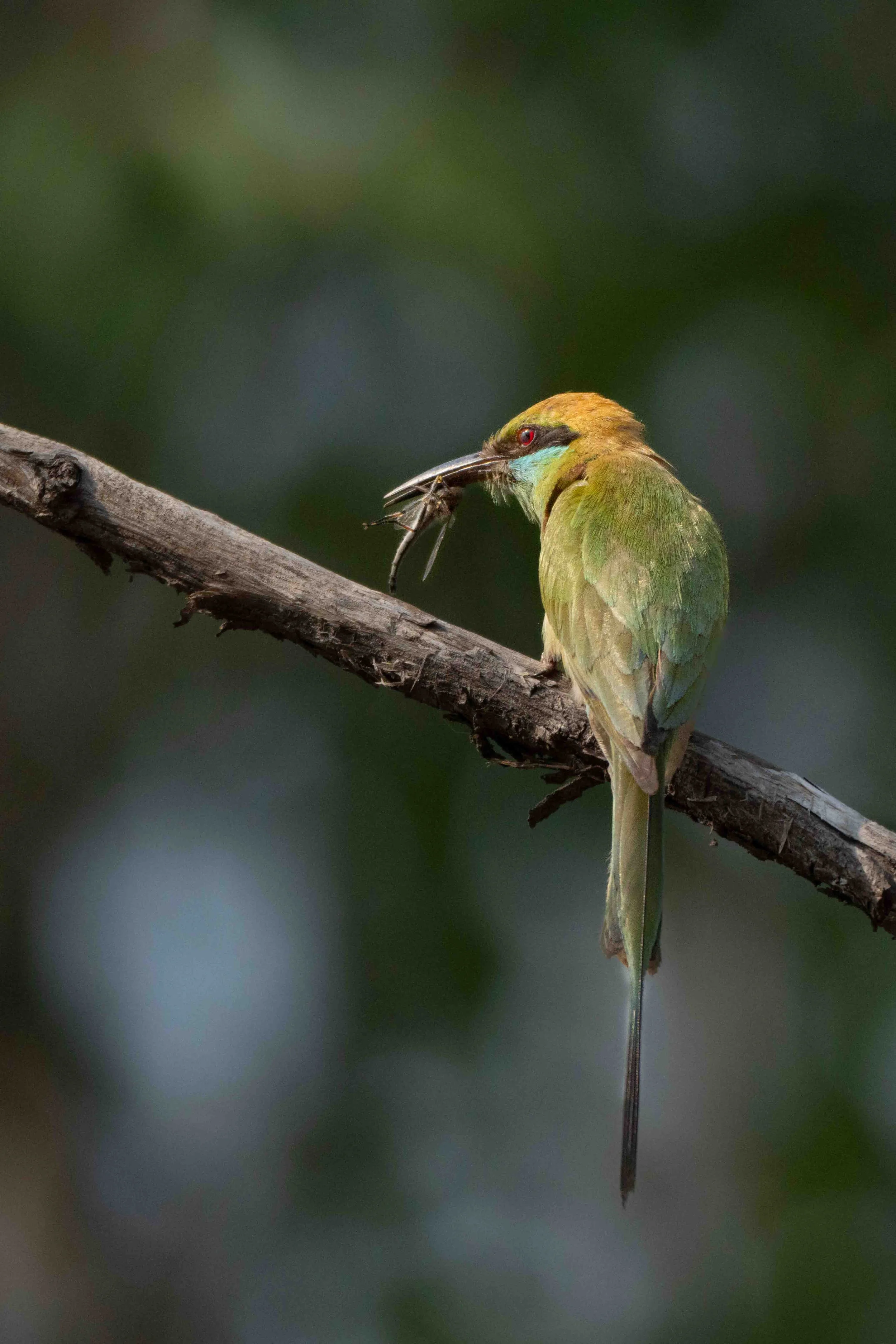 Bee Eater Tadoba-1.jpg