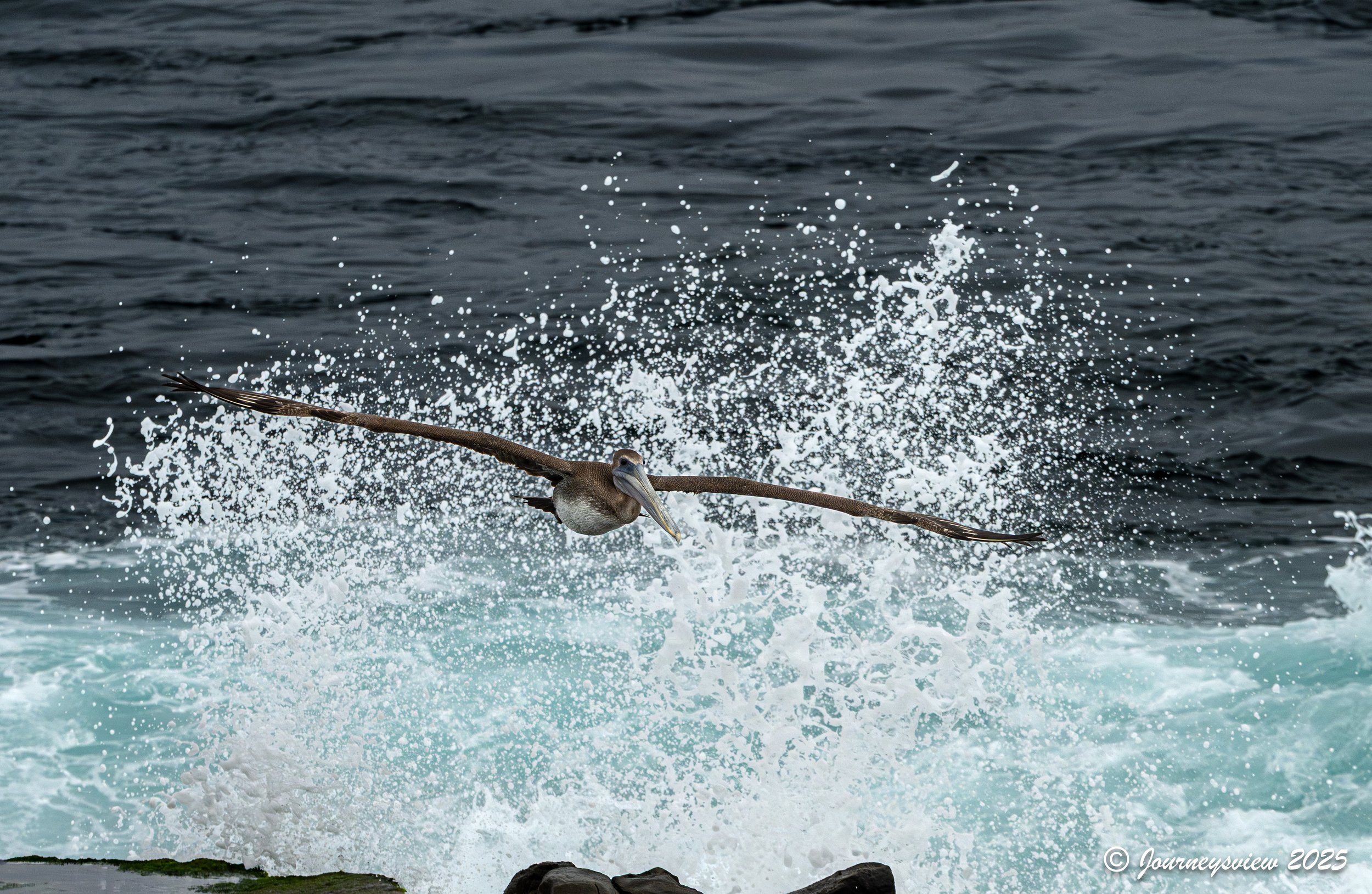 Brown Pelican Juvenile-10.jpg