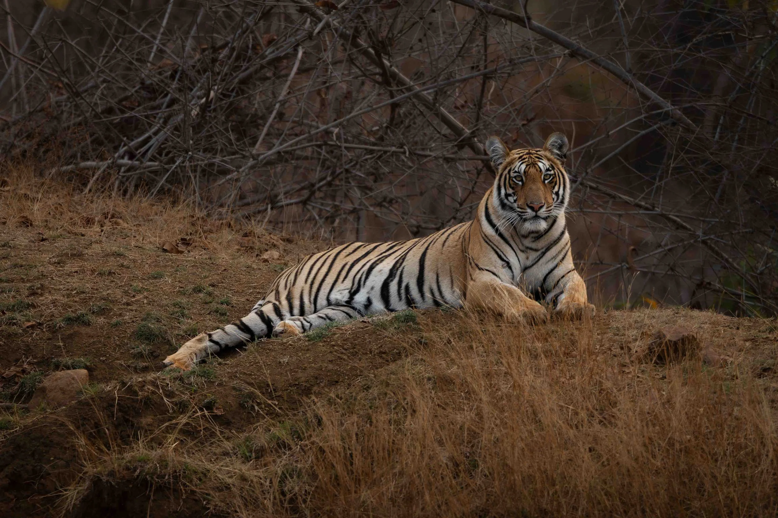 Tiger Tadoba-1.jpg