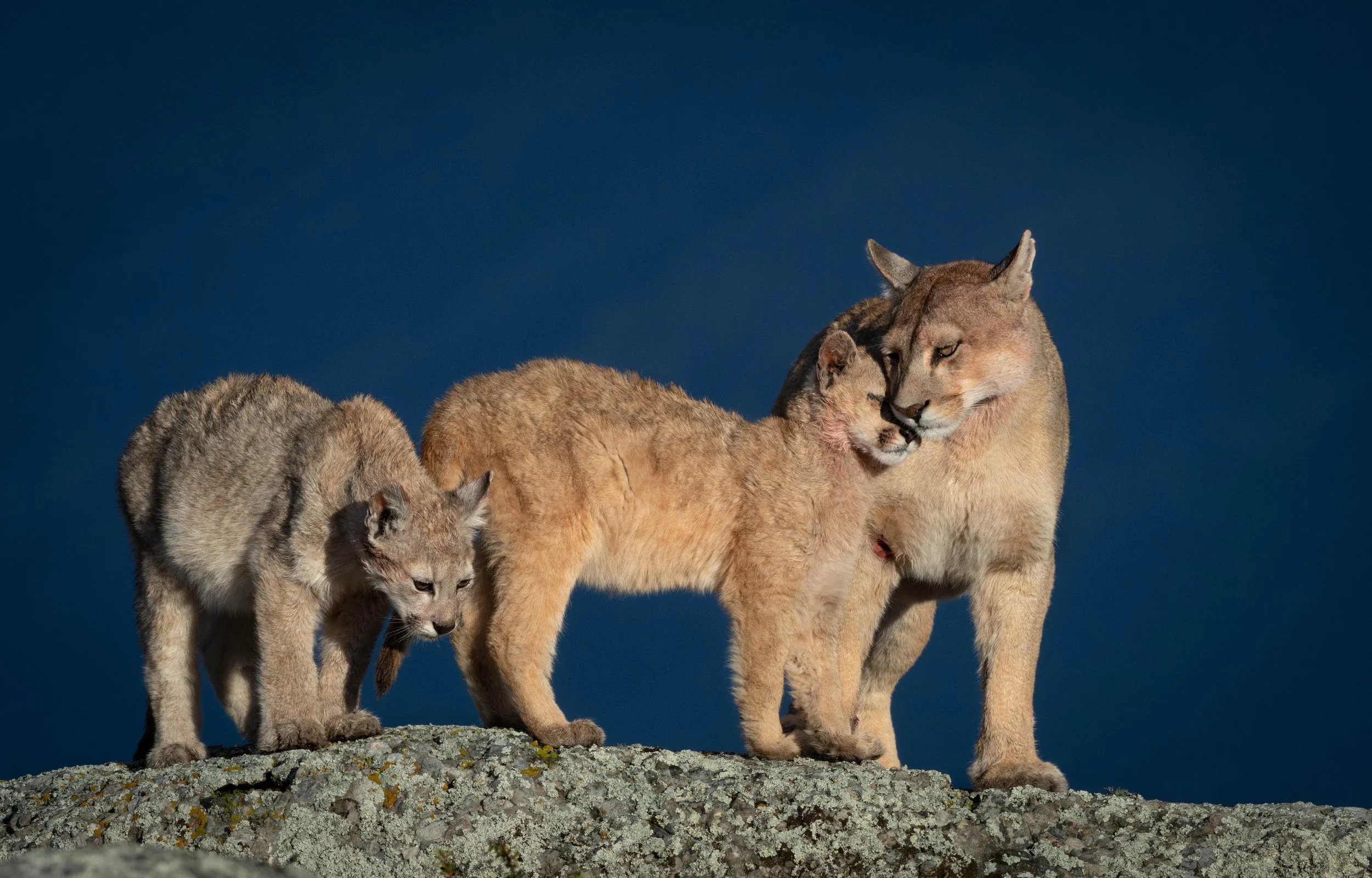 Puma Family