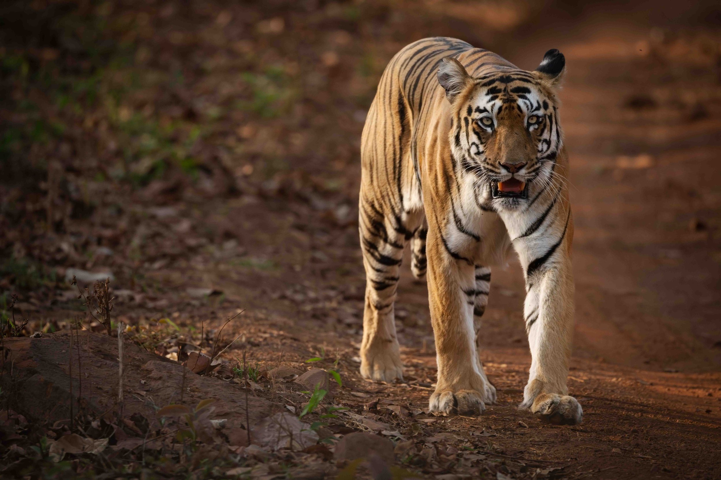 Tiger Tadoba-9.jpg