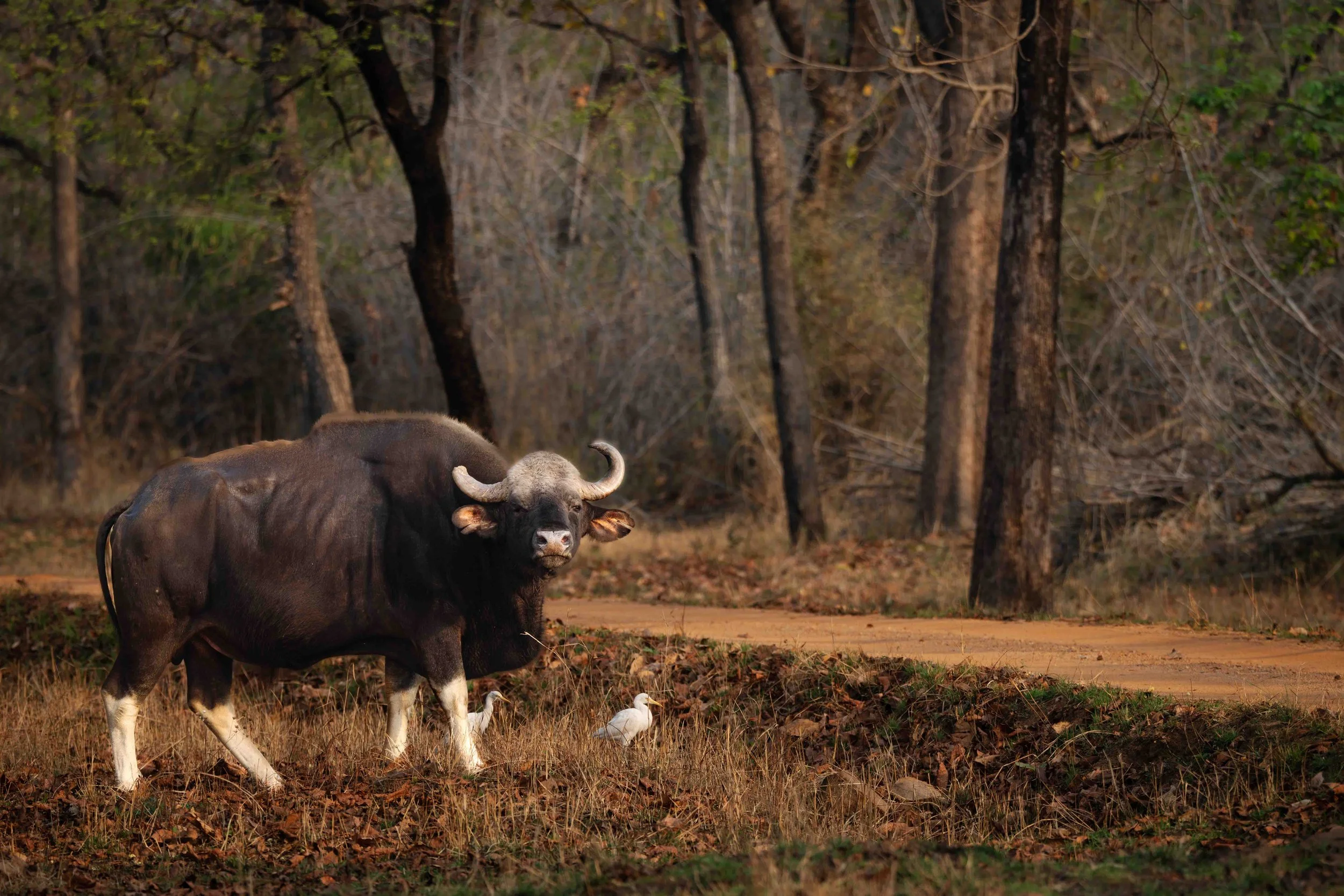 Gaur Tadoba-1.jpg