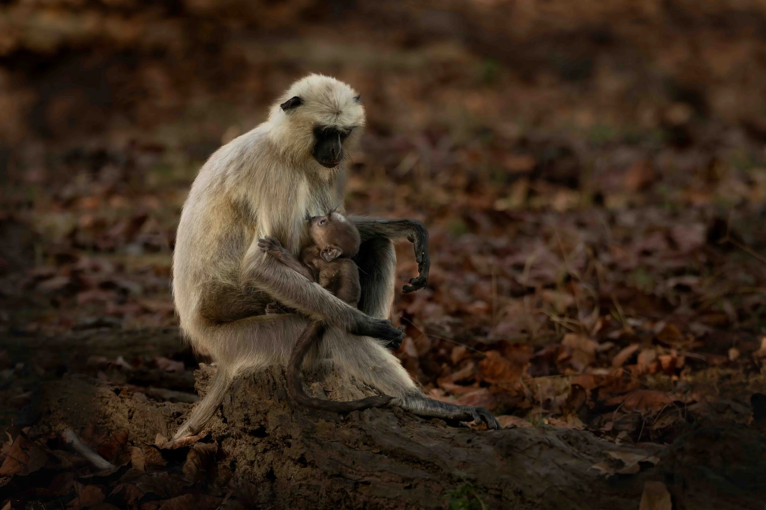 Langur Monkey Nursing-1.jpg