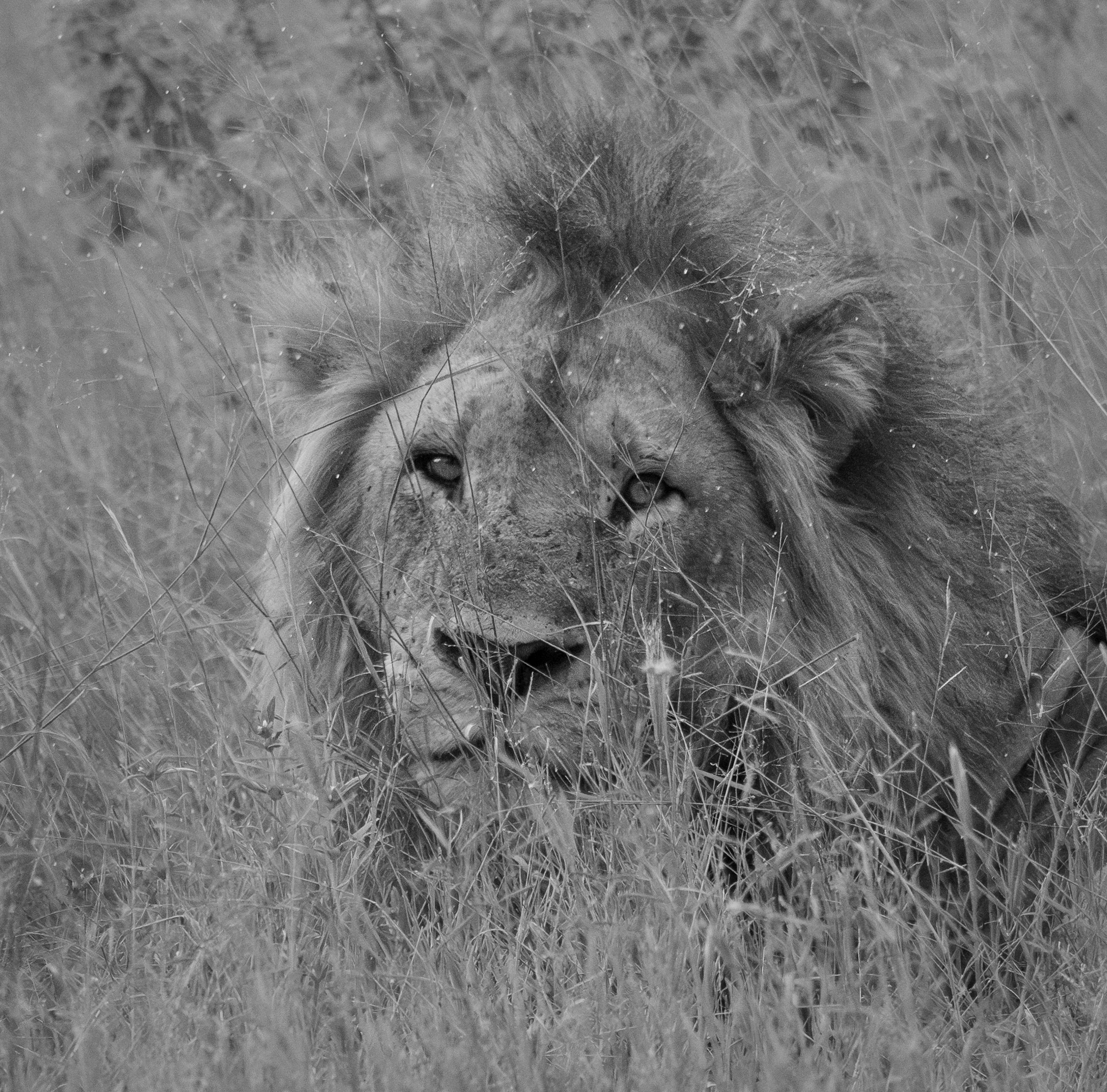 Lion -106.jpg