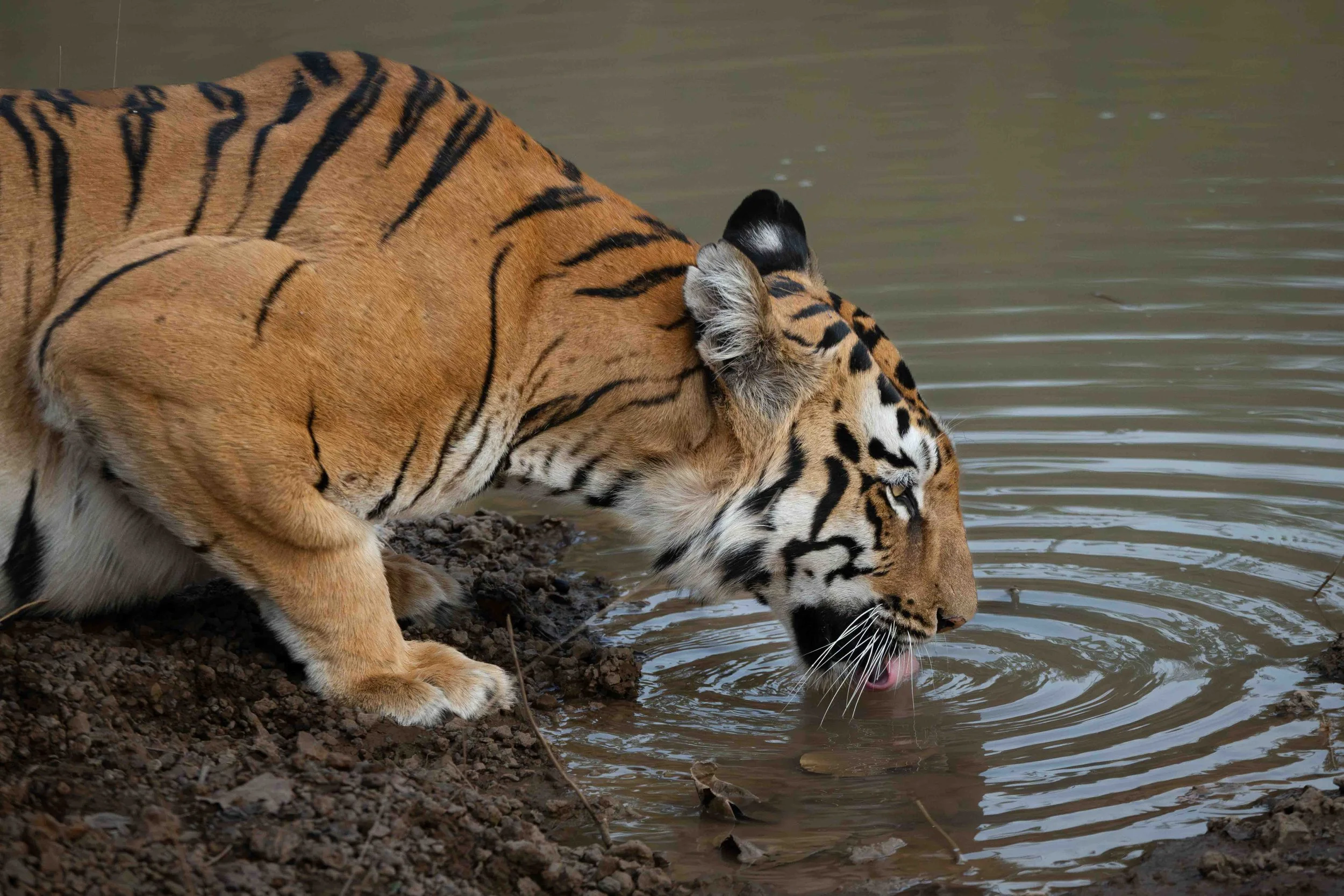 Tiger Tadoba-10.jpg