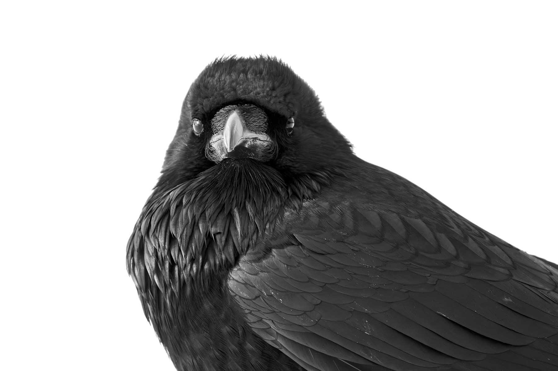 American Raven