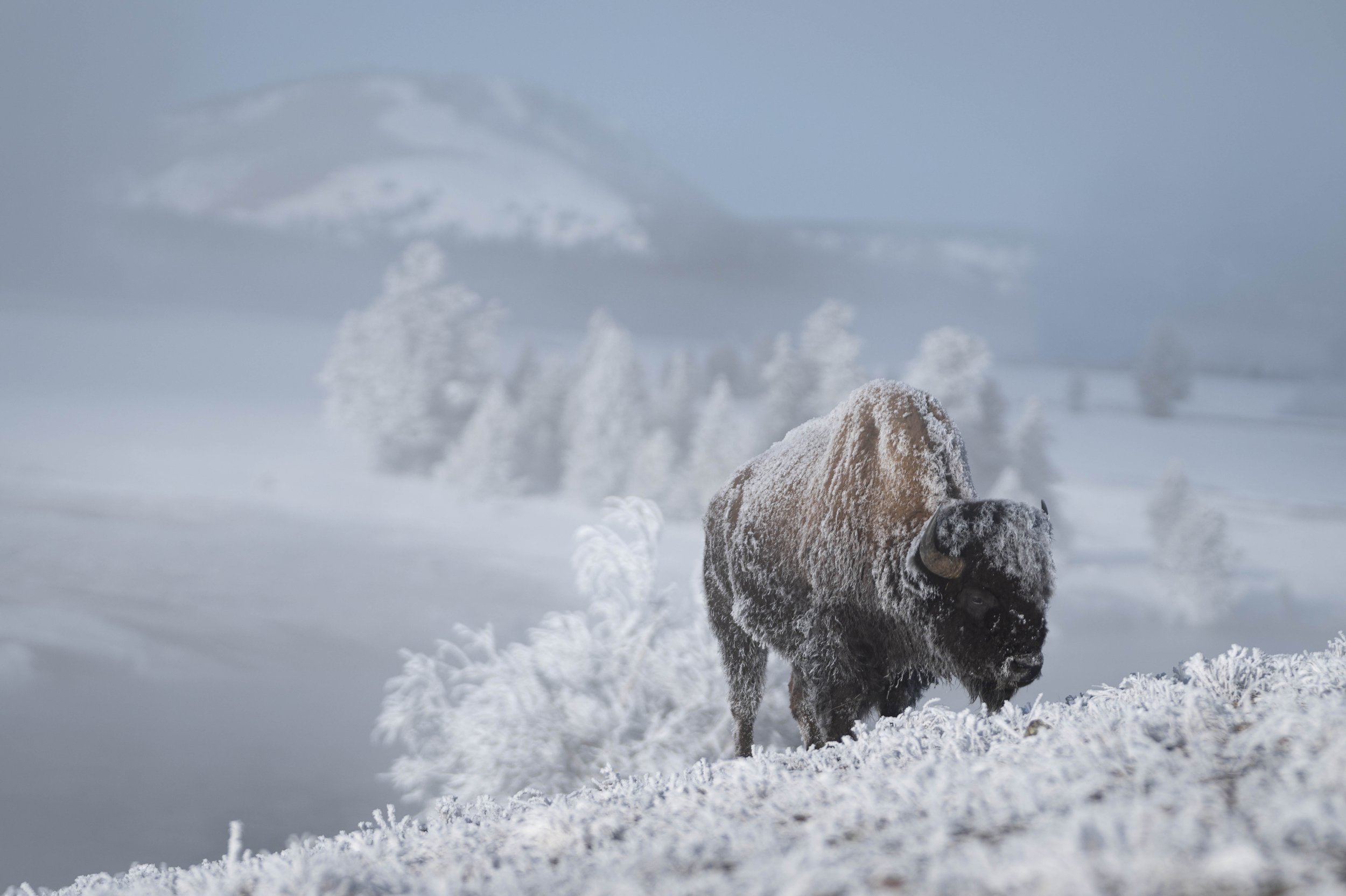 American Bison