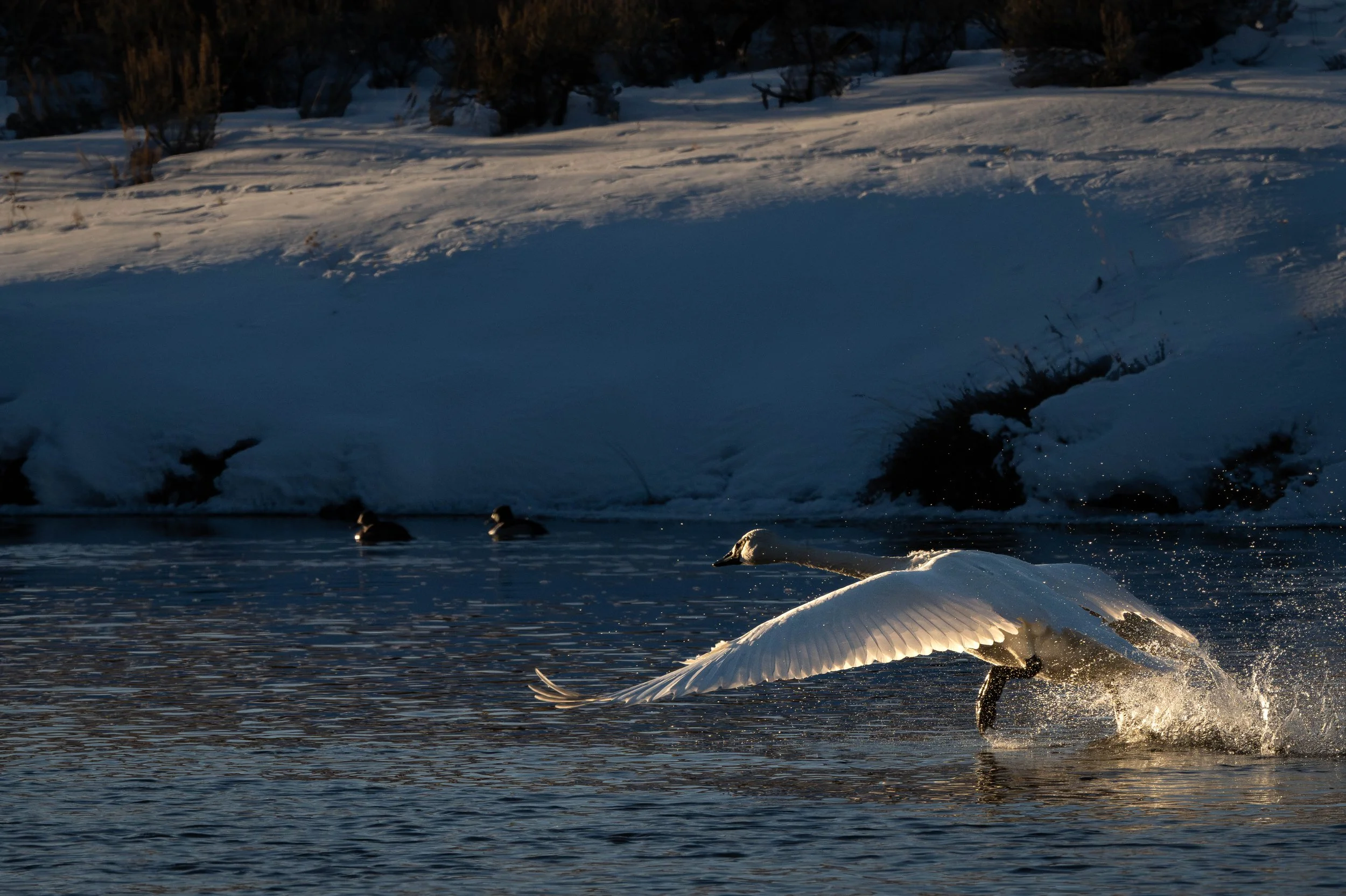 Trumpeter Swan