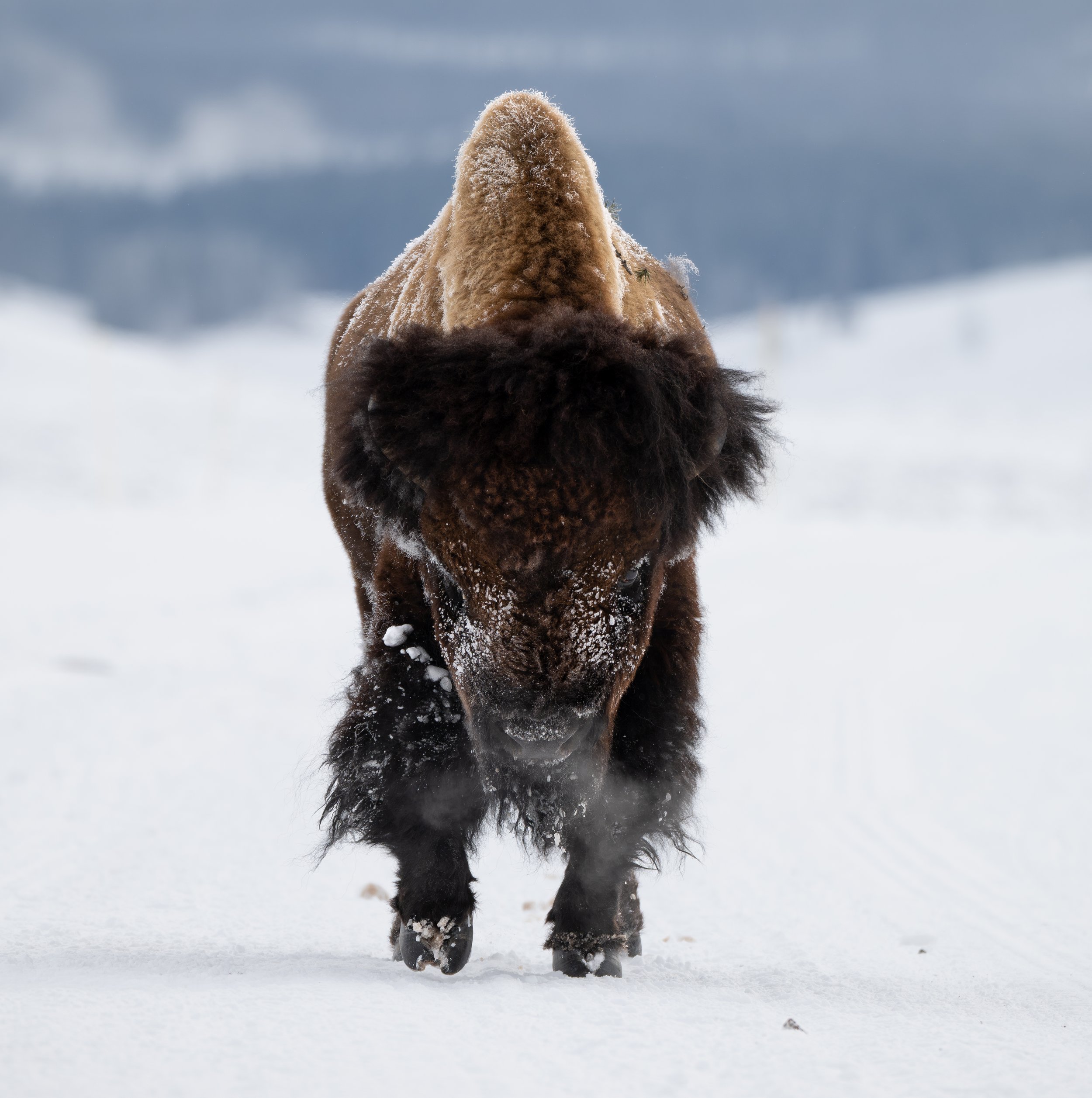 Yellowstone Bison