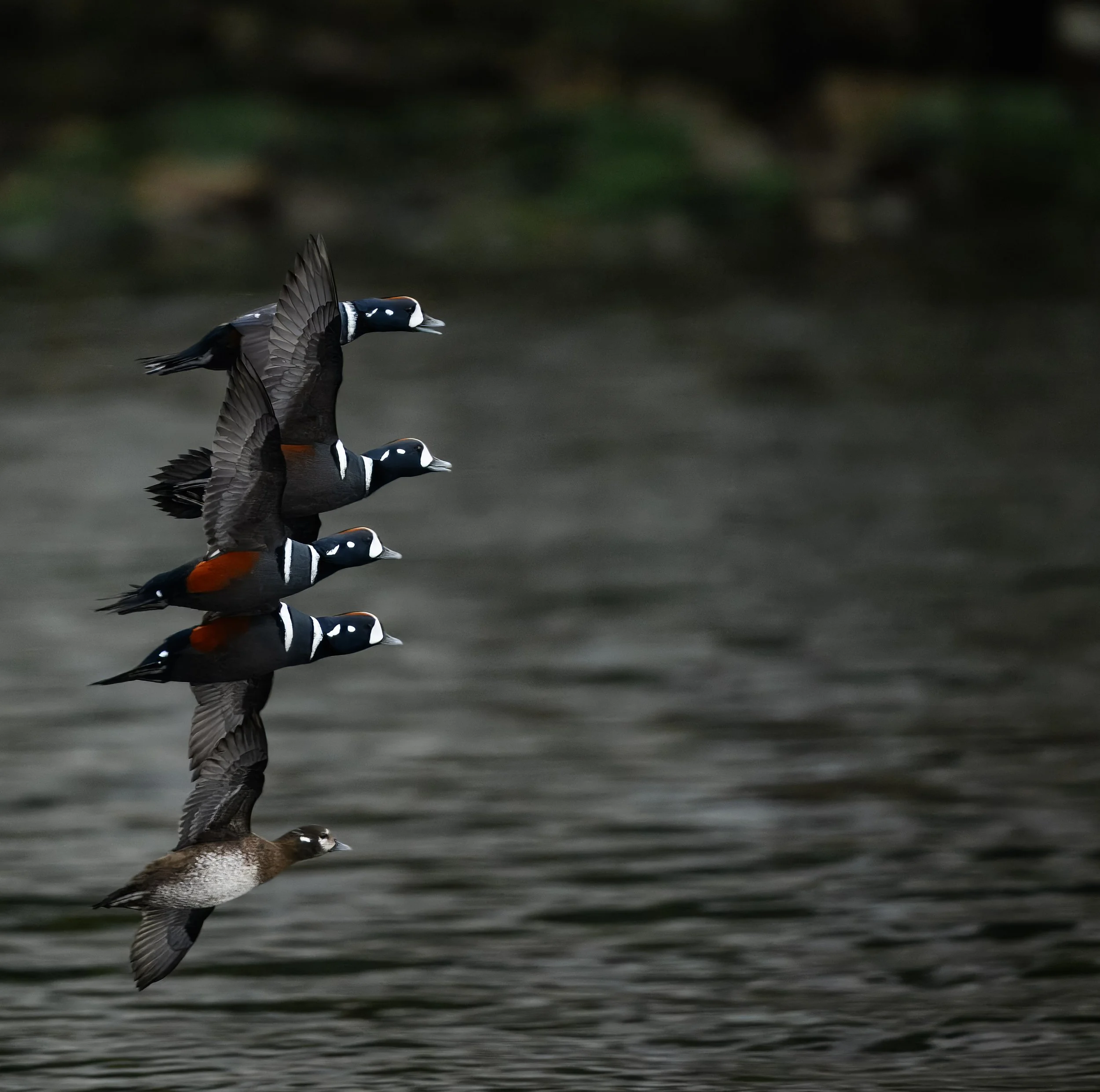Harlequin Ducks in Flight-4.jpg
