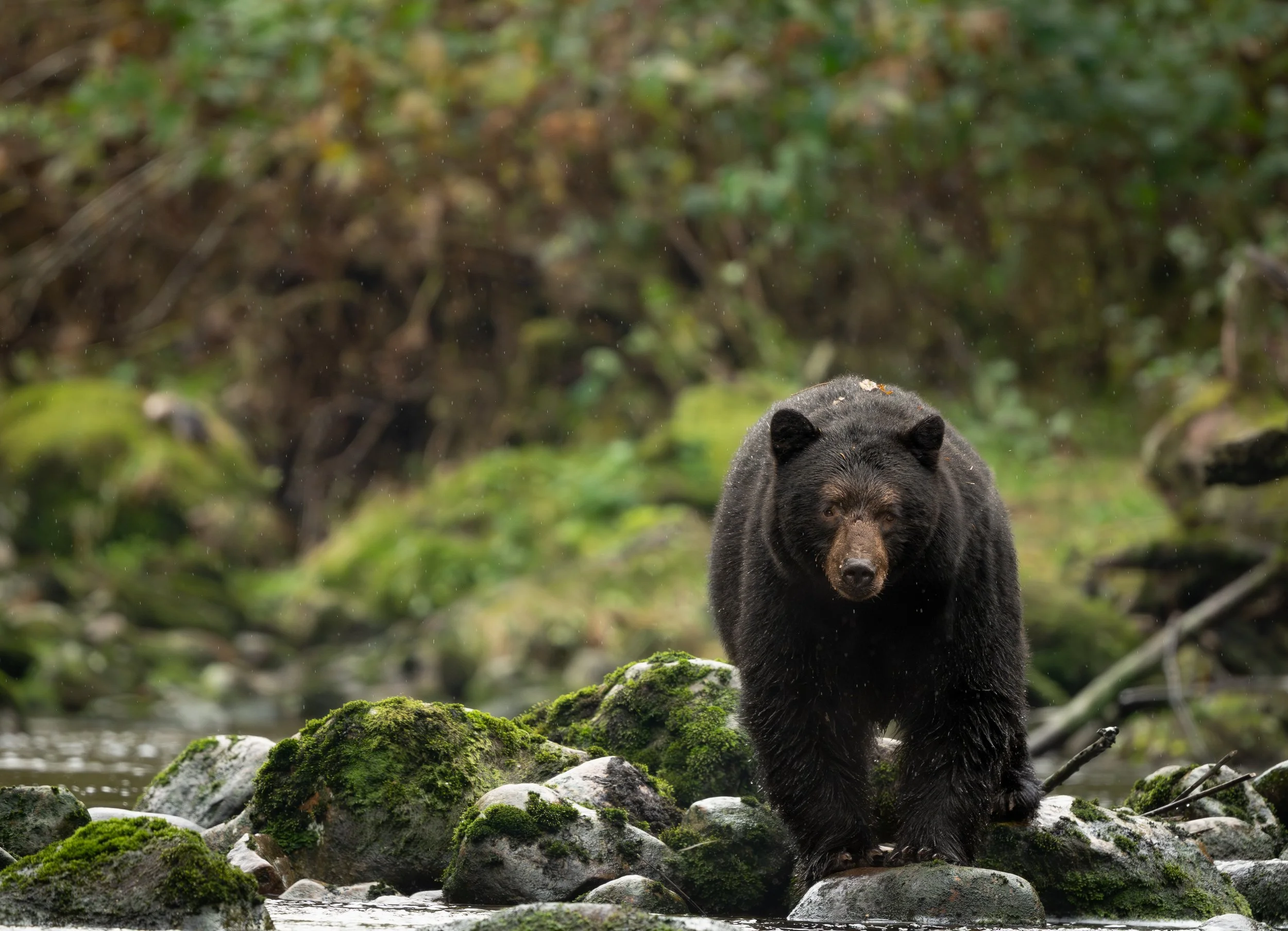 Black Bear GBR-1.jpg