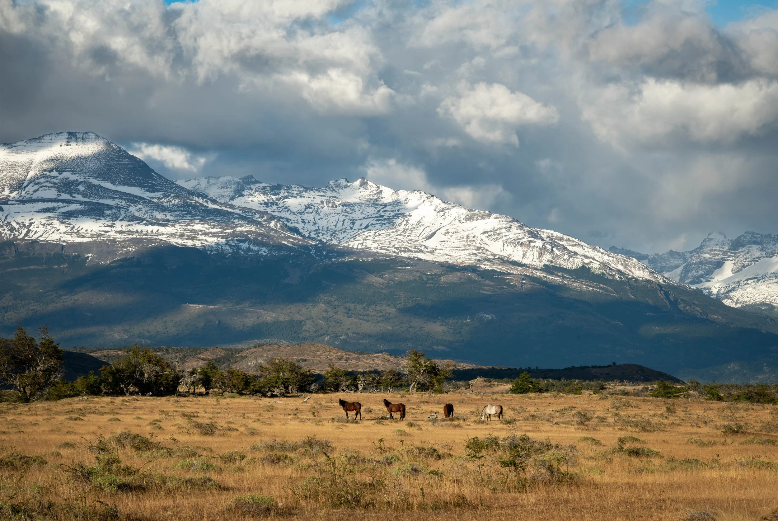 Horses at base of Torres Del Paine