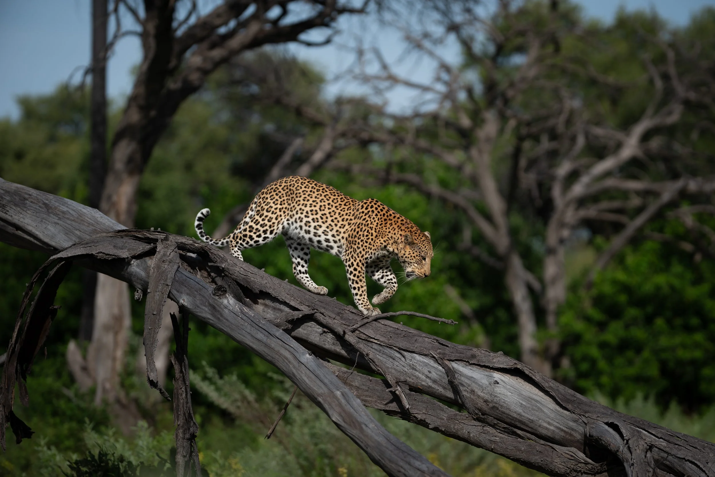 Leopard, Botswana