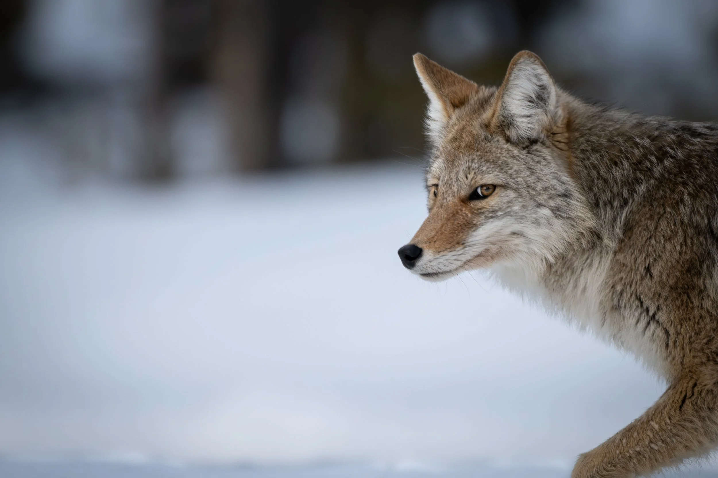 Yellowstone Coyote