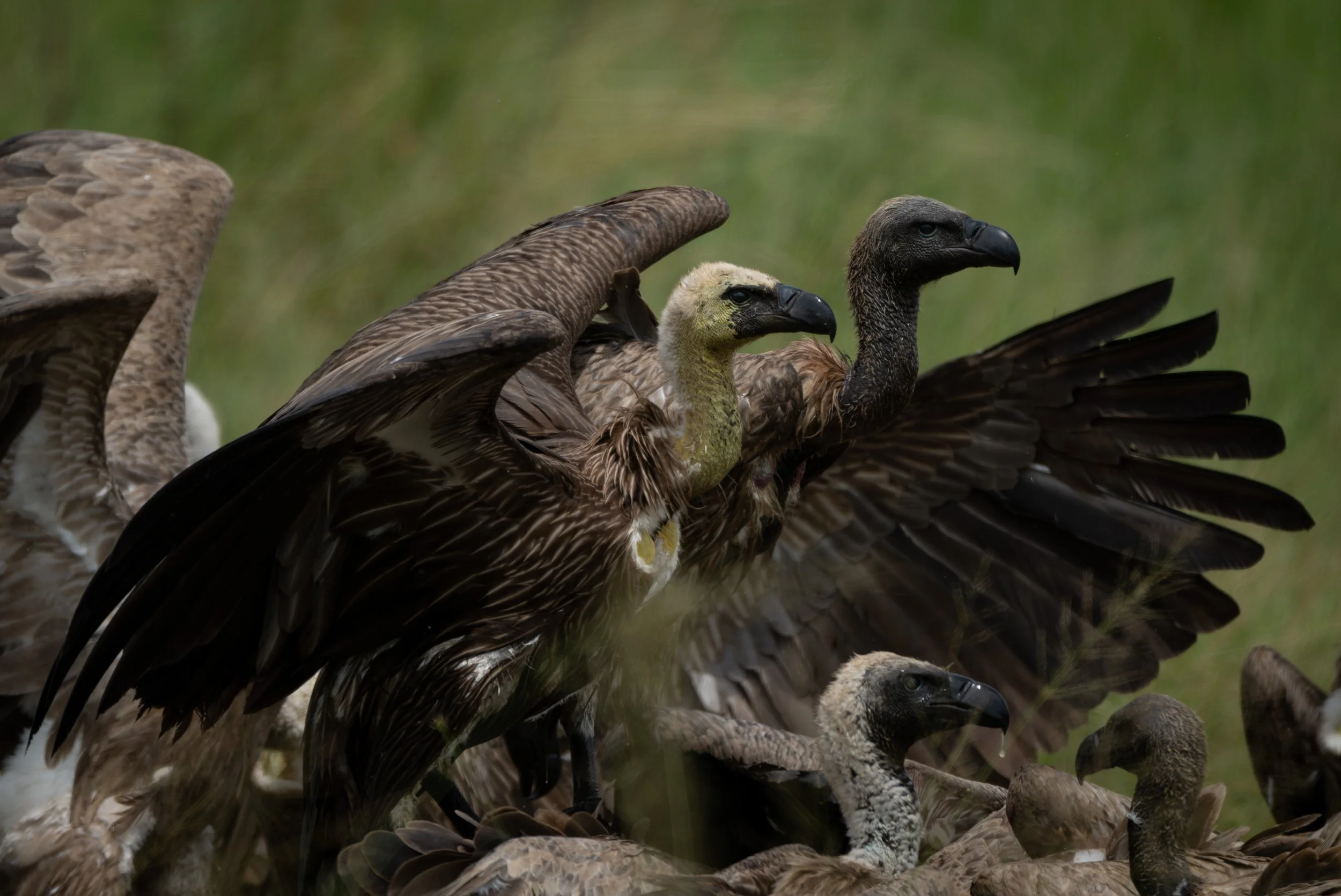 Vultures-82.jpg