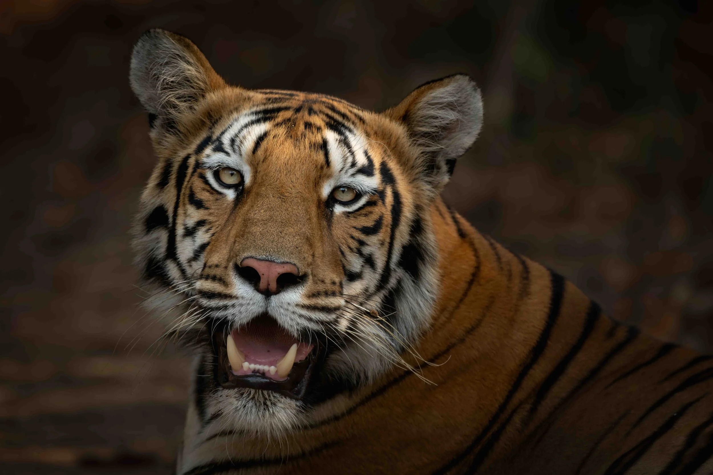 Tiger Tadoba-15.jpg