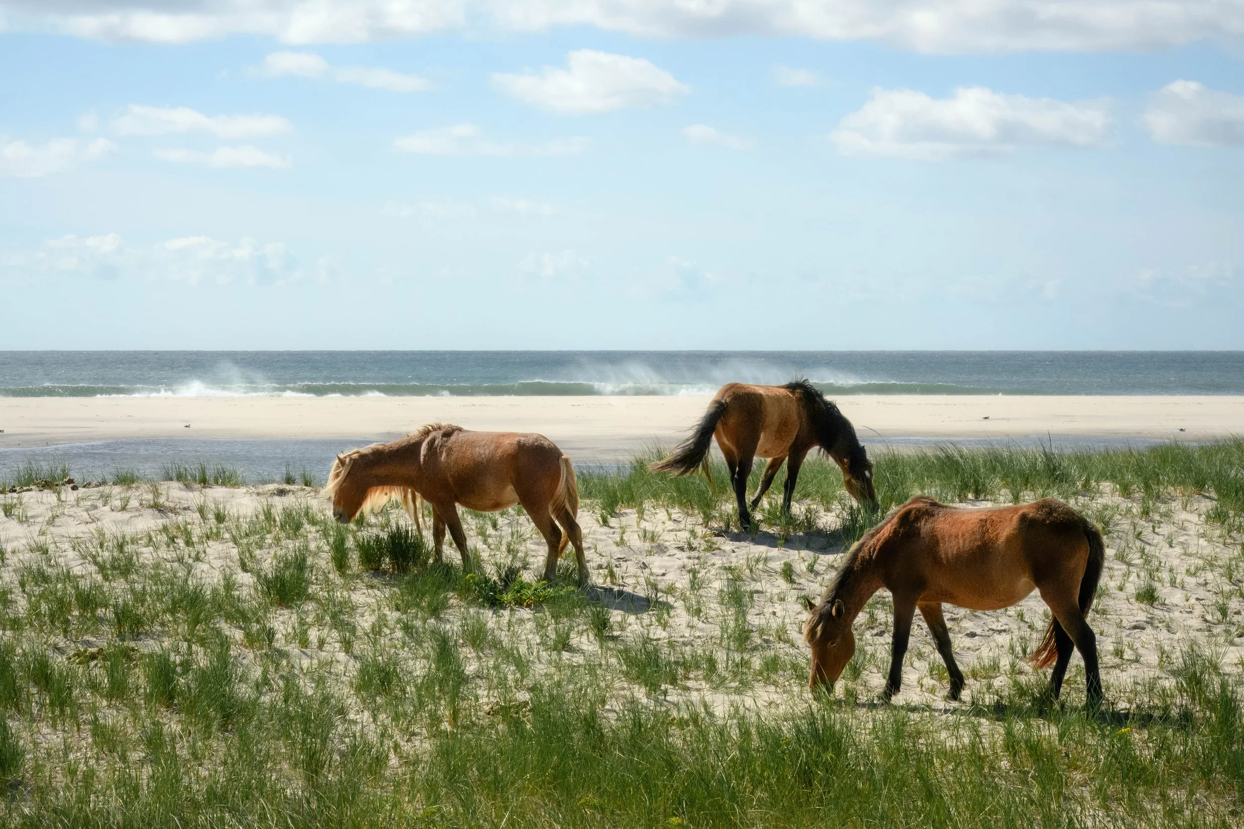 Sable Island Horses.jpg