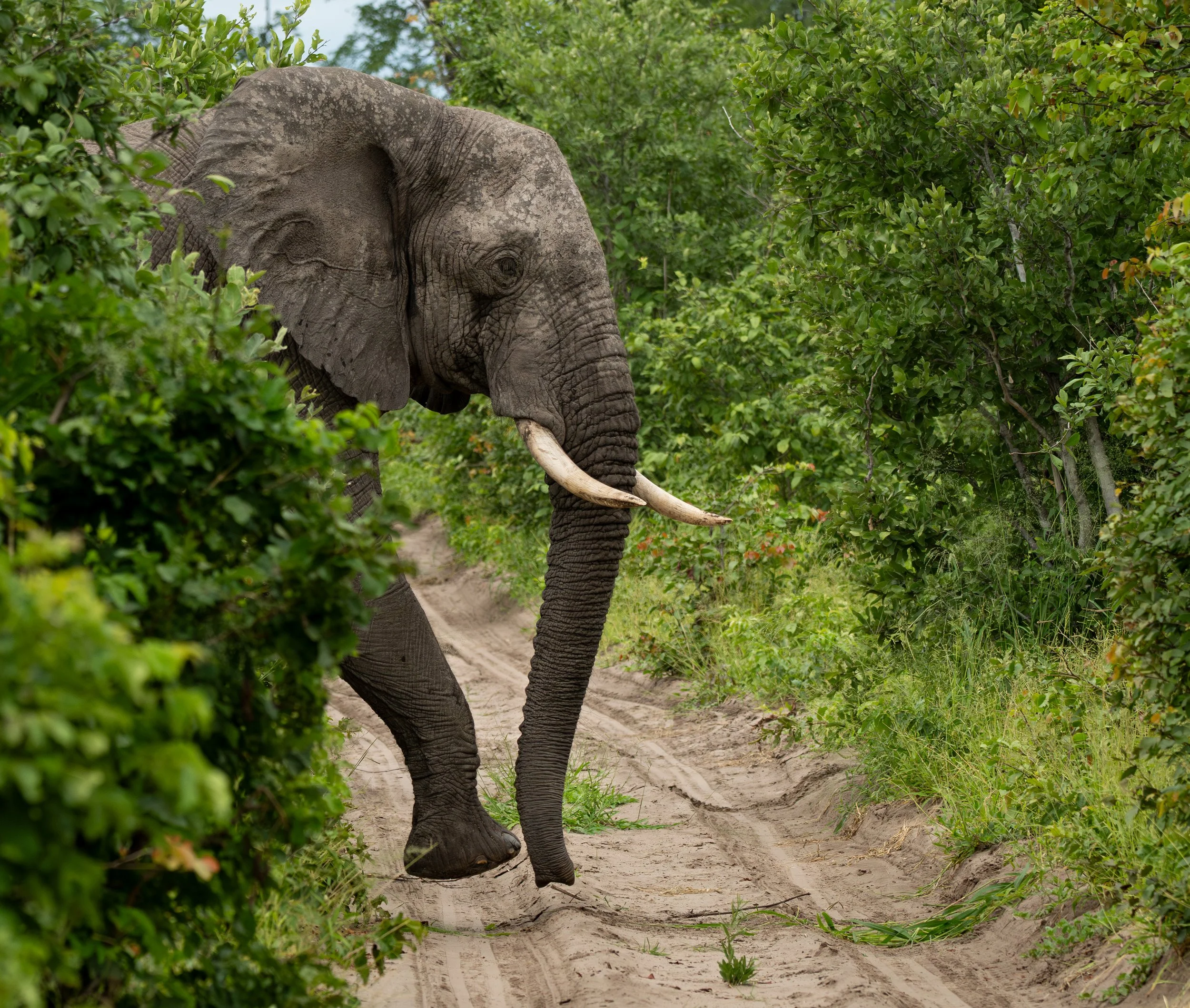 Elephant, Botswana