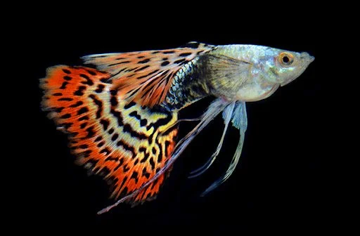 History of Fish Foods