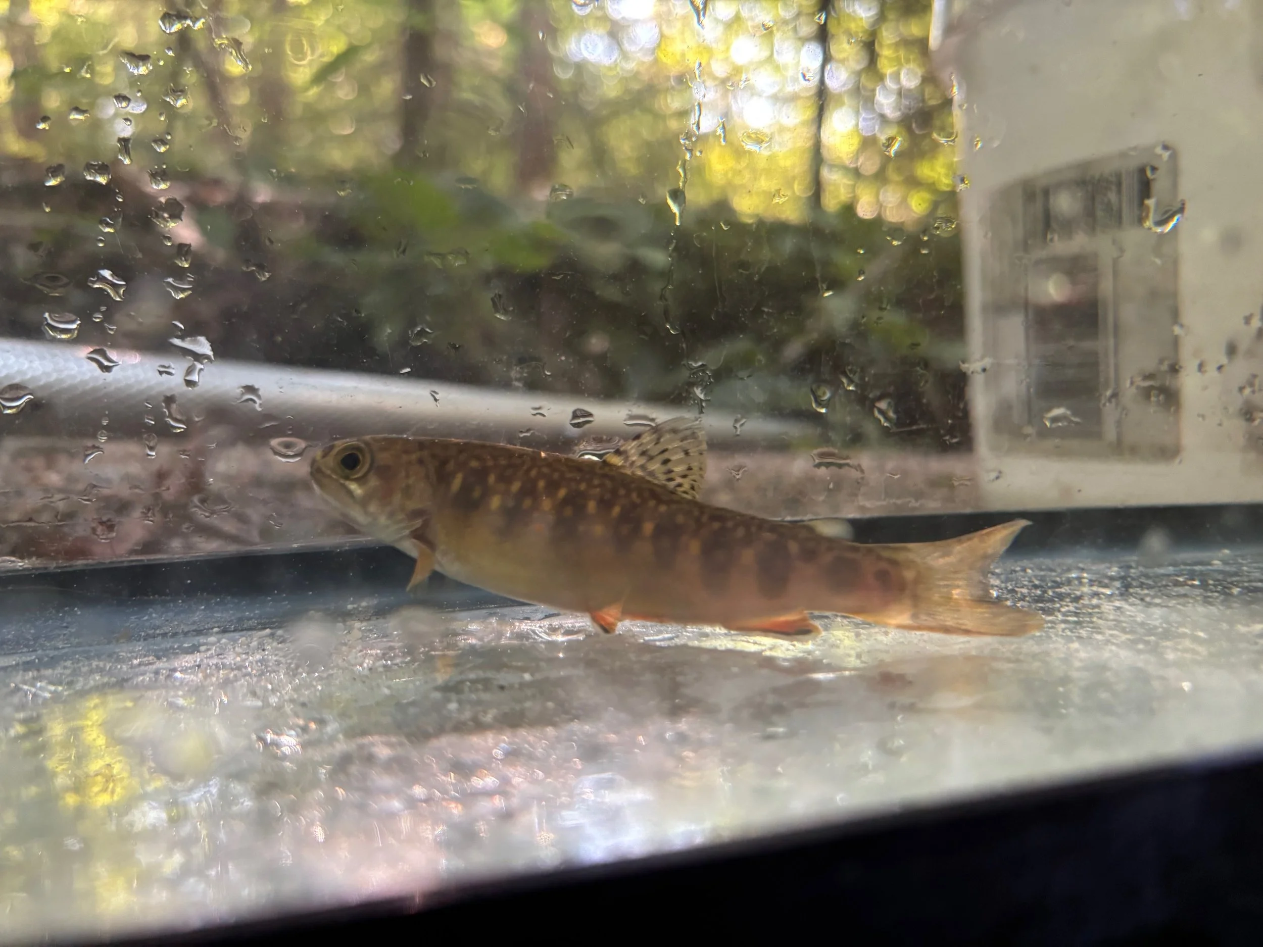Brook Trout collected at Picnic