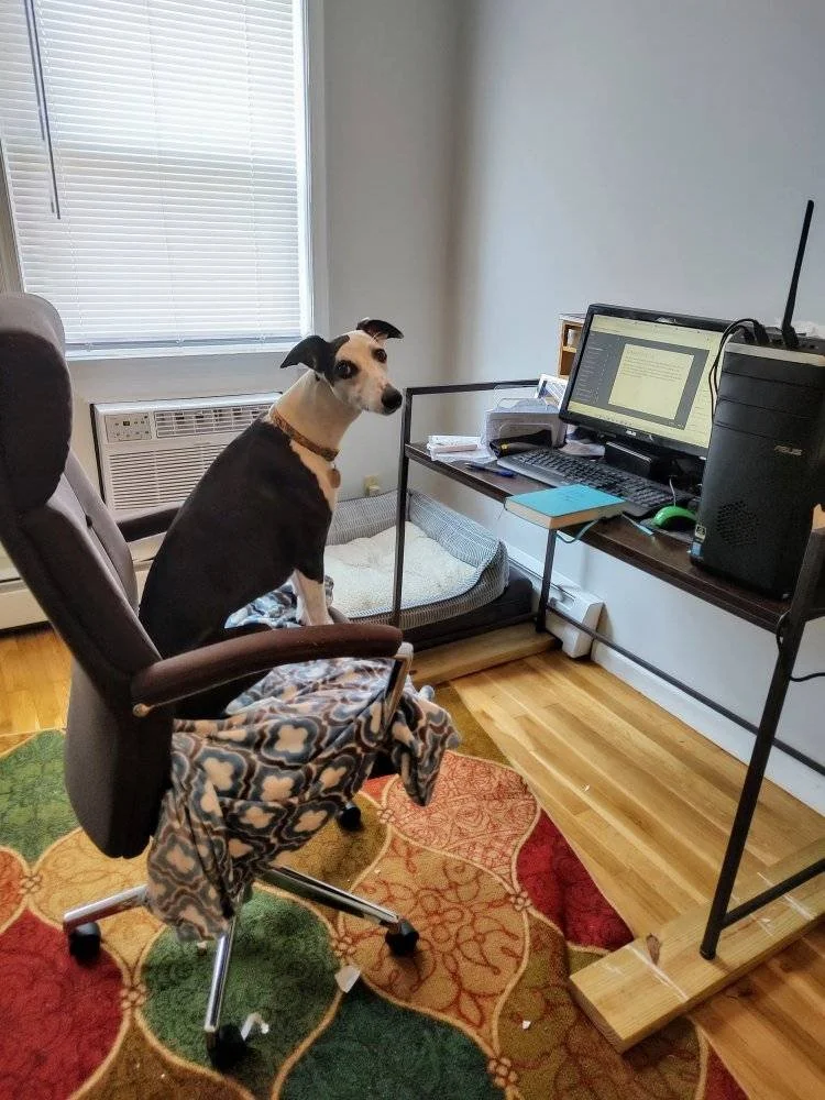 Does virtual dog training actually work?