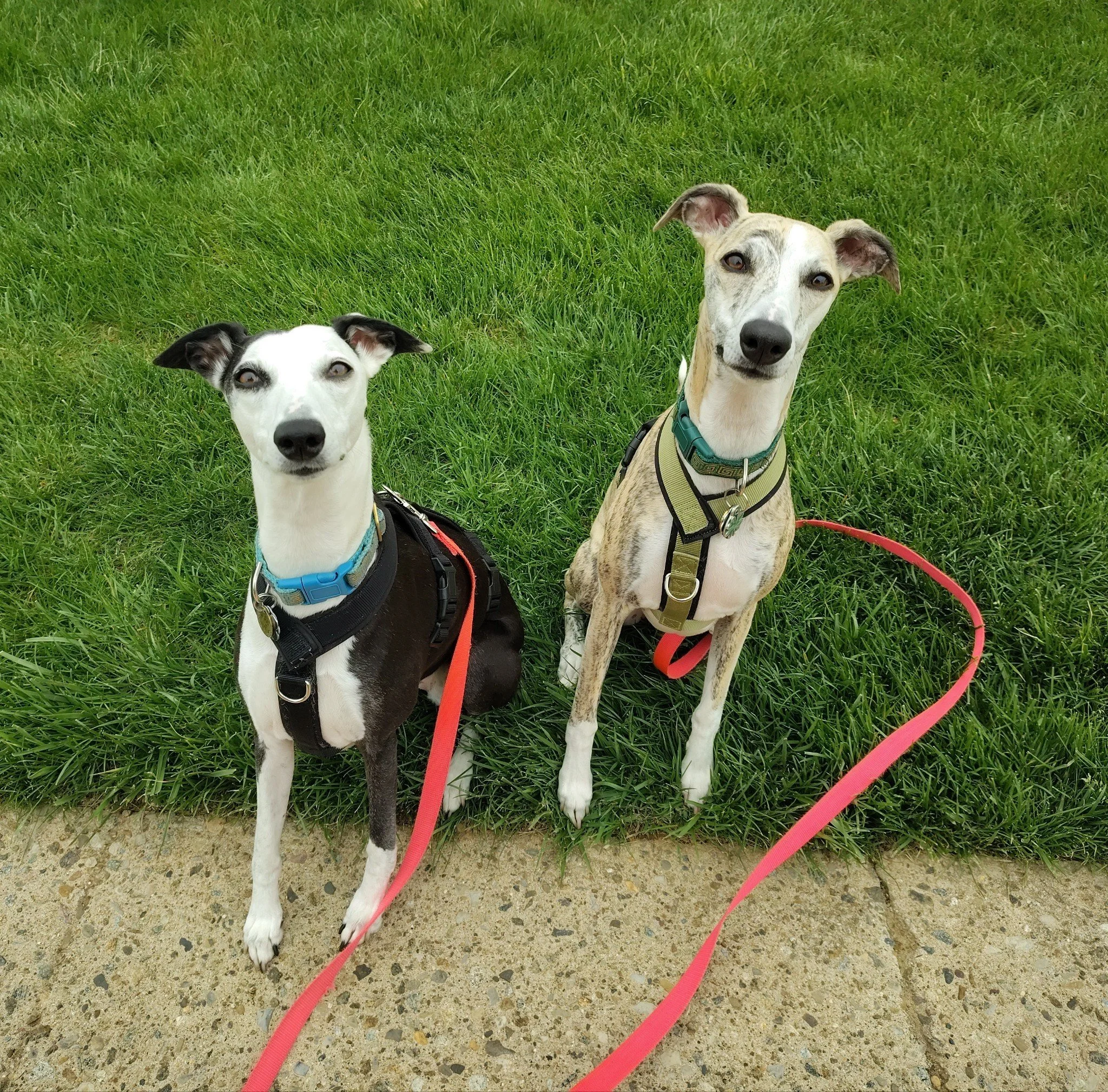 two whippets, one black and white and one fawn brindle, sitting and looking politely at the camera