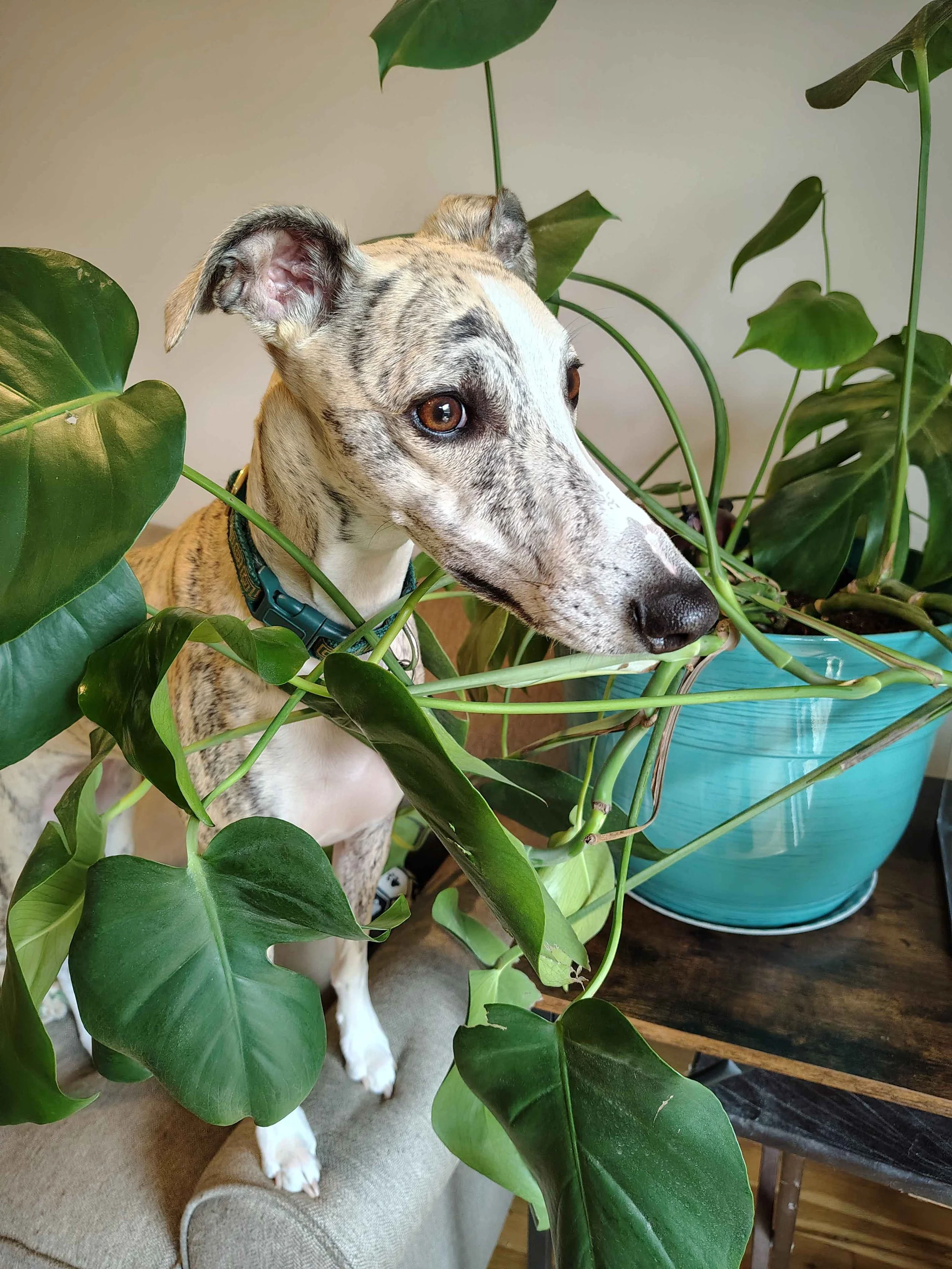 a brown striped dog with her head in the middle of a monstera plant