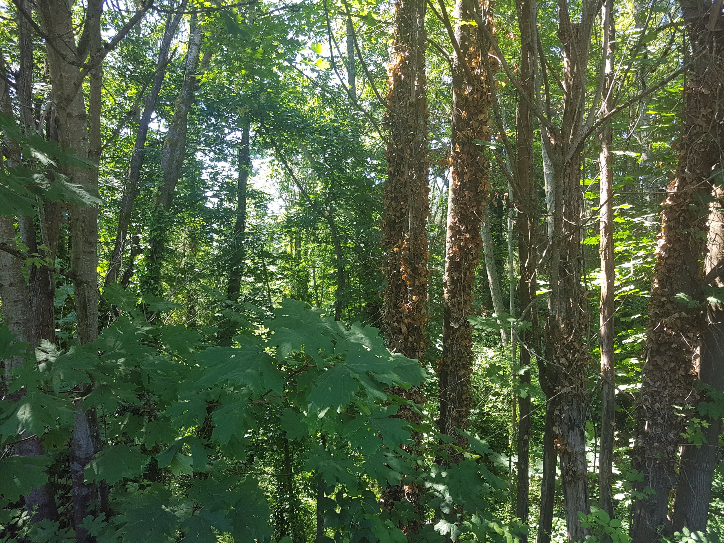 20180617_113148.jpg