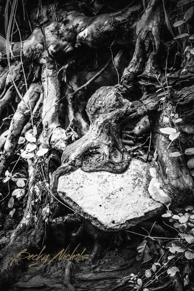Held by the Roots