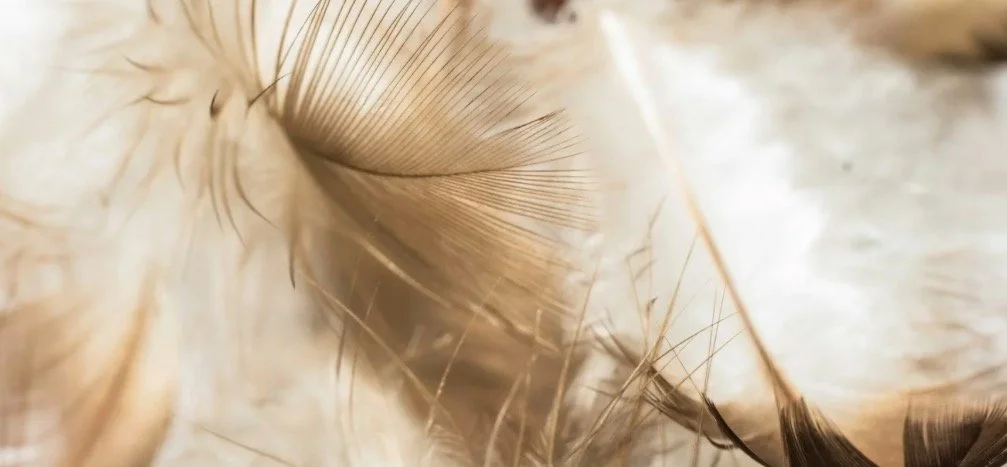 The Story of a Feather.