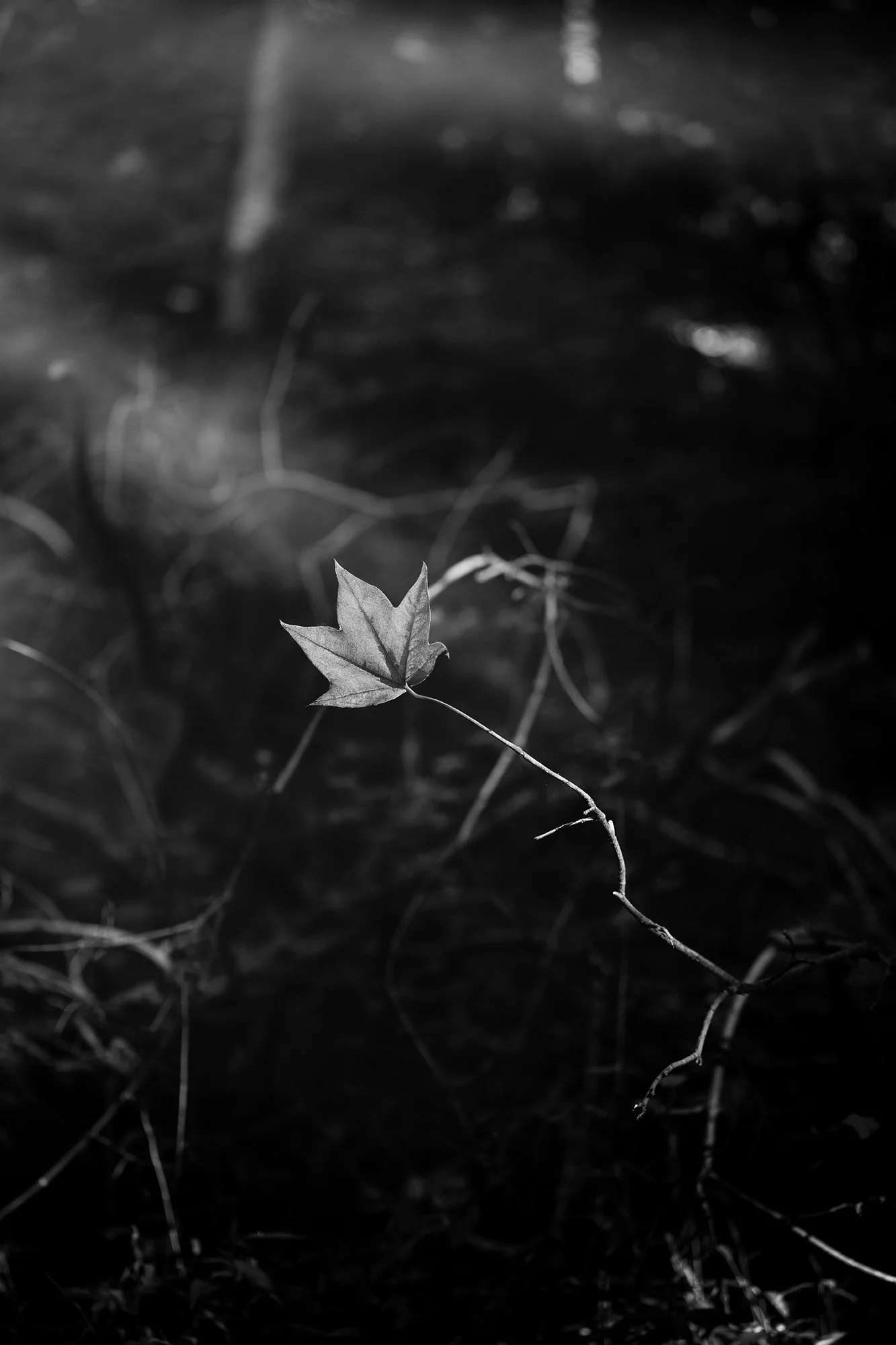 Brought Within Reach