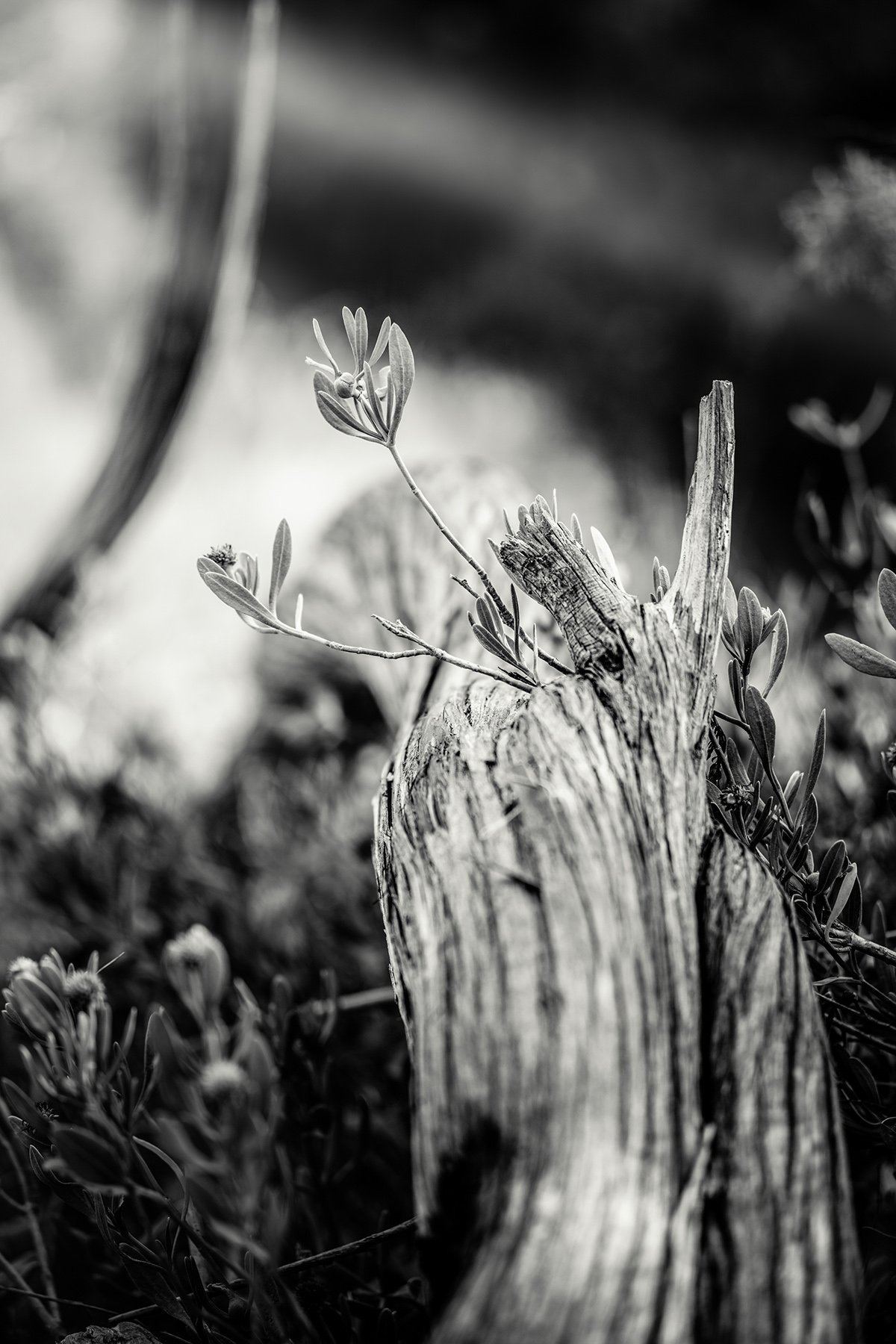 Still, Life