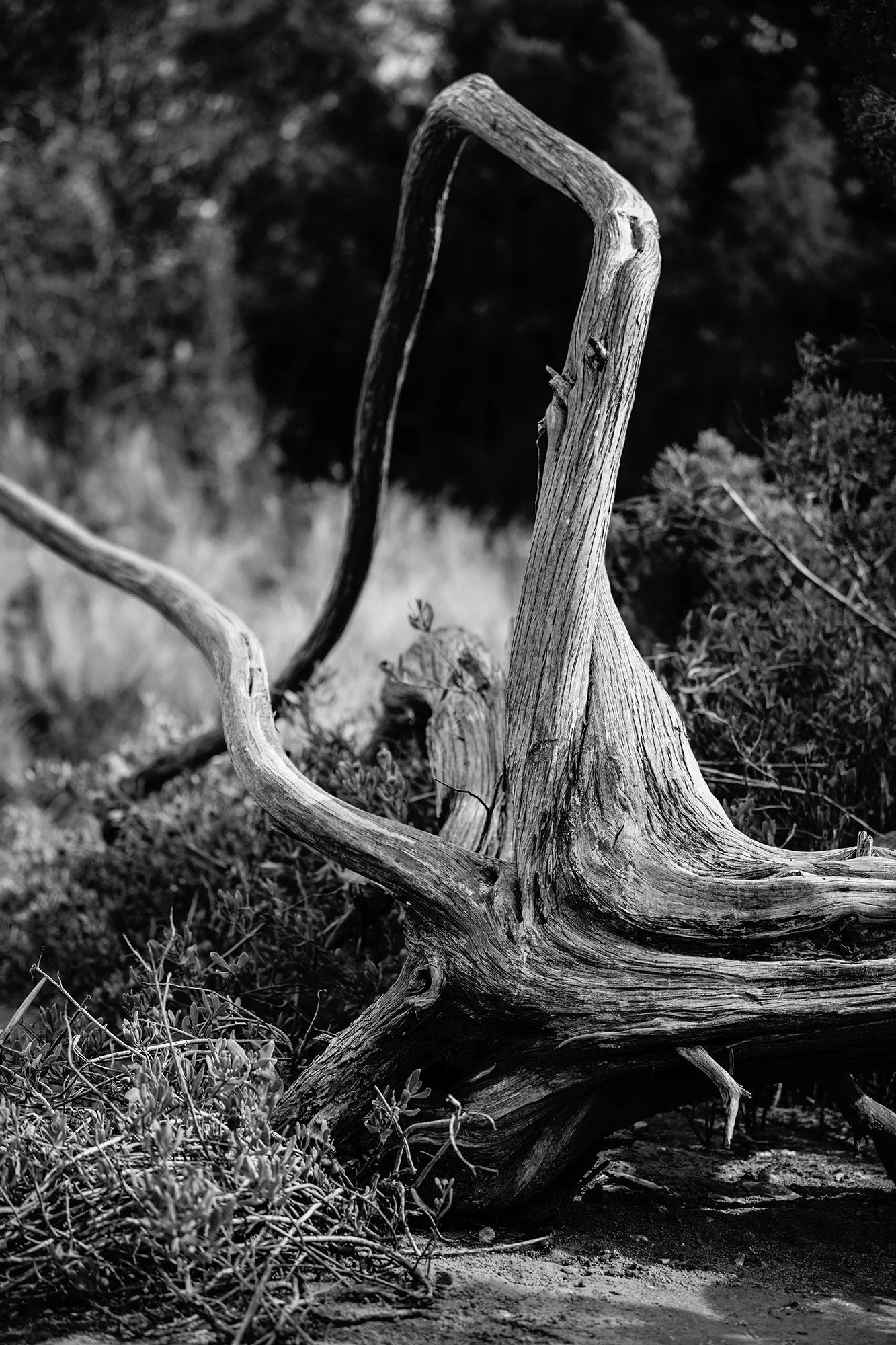 driftwood-beckynichols-webcopy.jpg