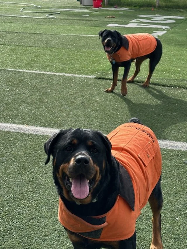 2 rotti with jacket.jpg