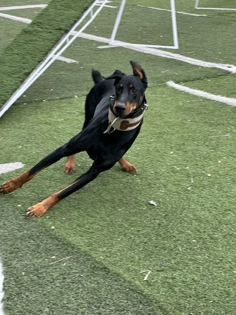 dobie.jpeg