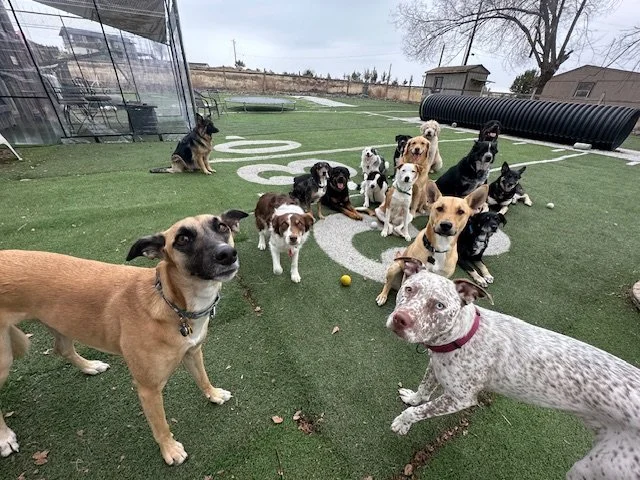 group pics with piper.jpg