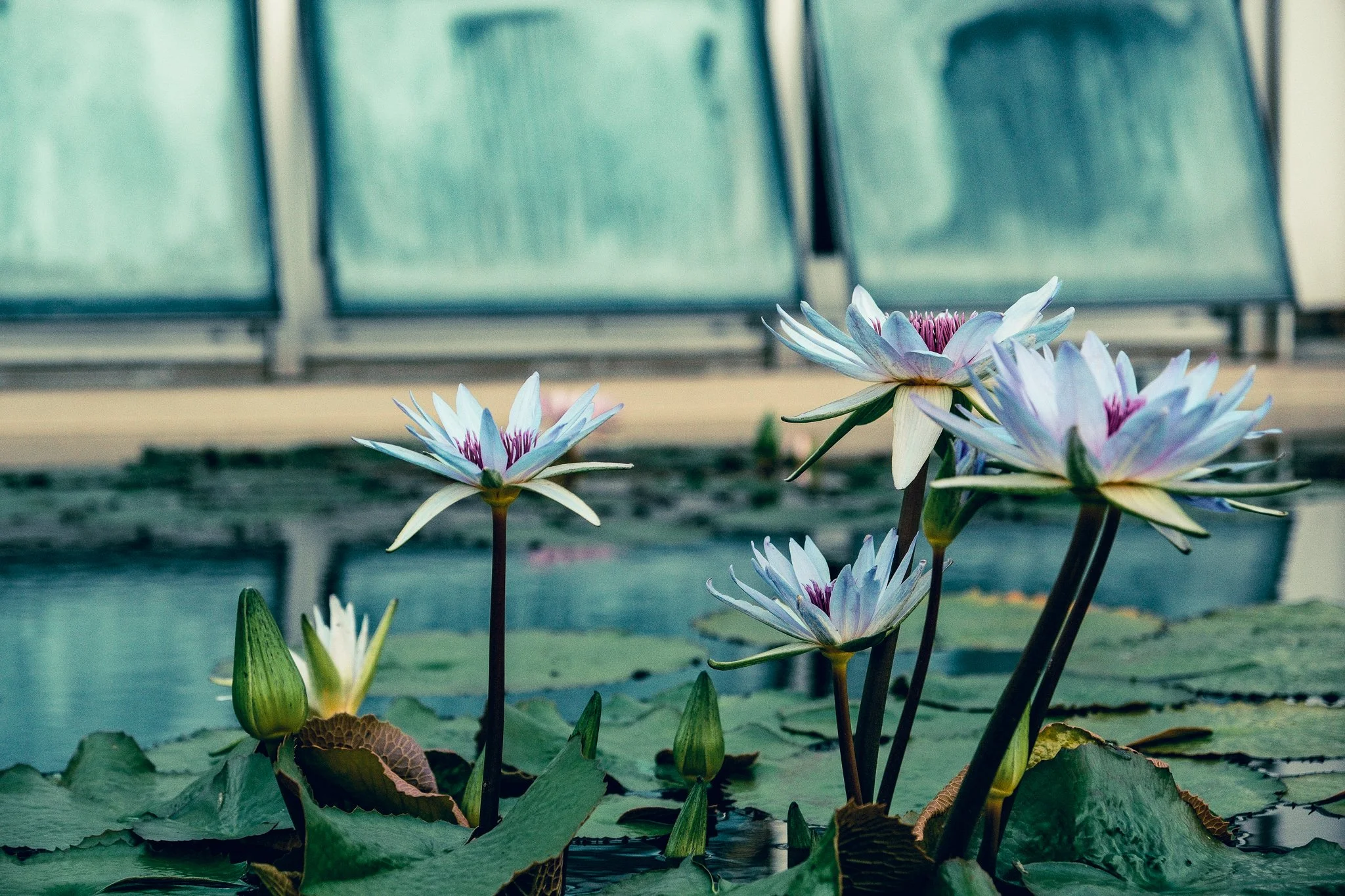 Como Flower 71126-4-2.jpg