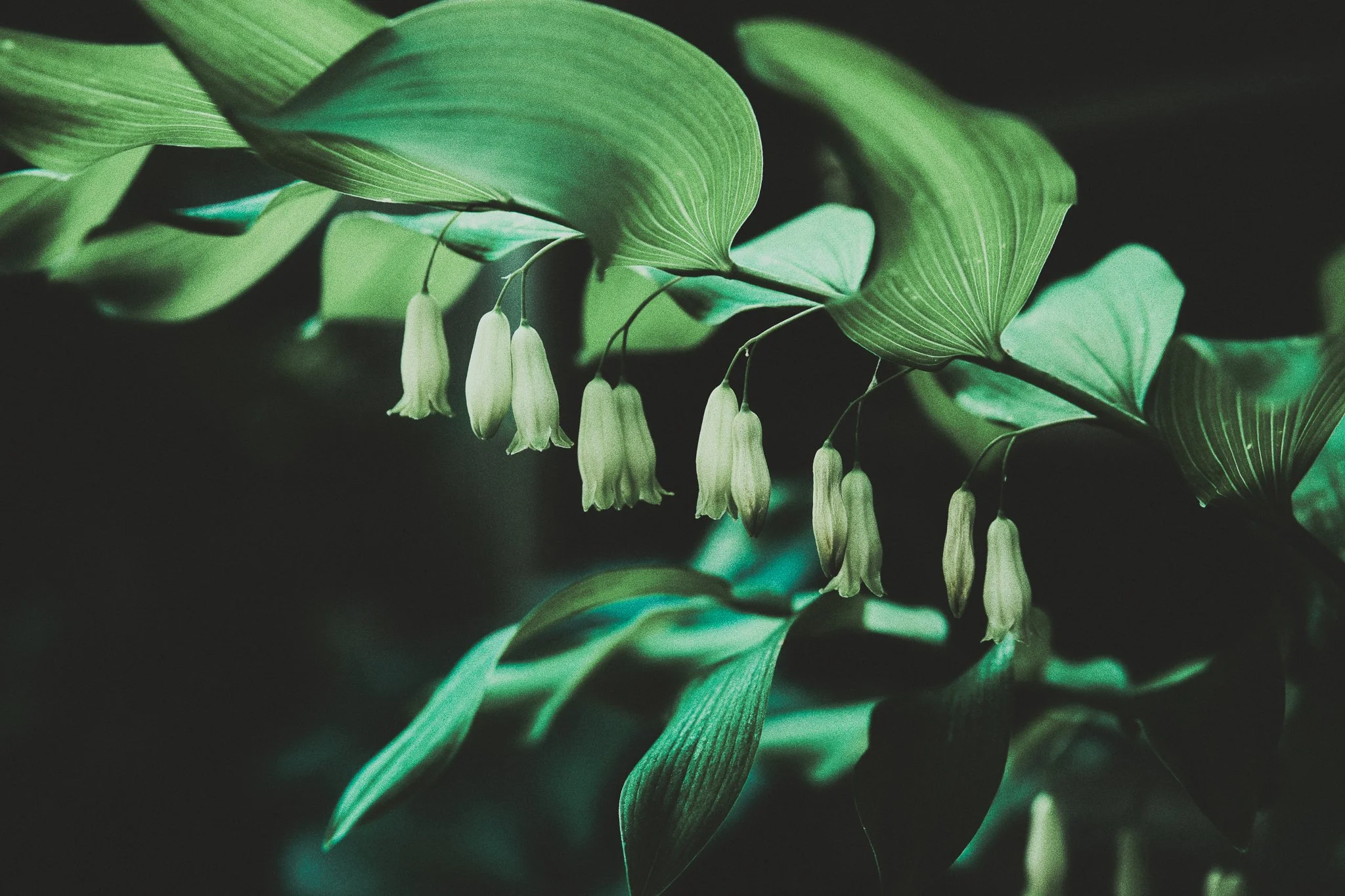 Flowers are my future-6.jpg
