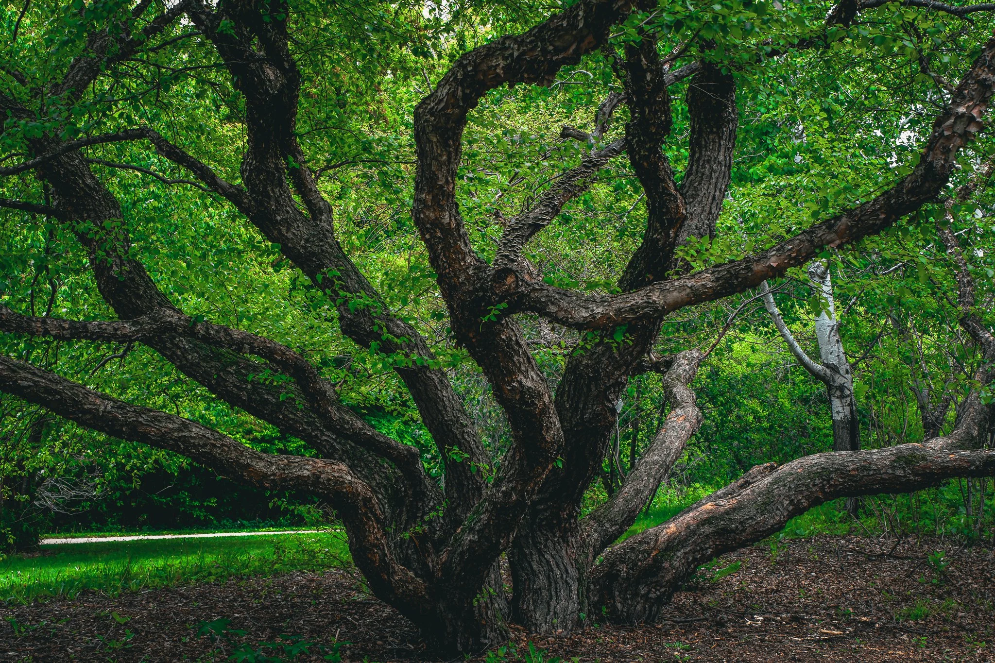 Landscape Arboretum-25.jpg