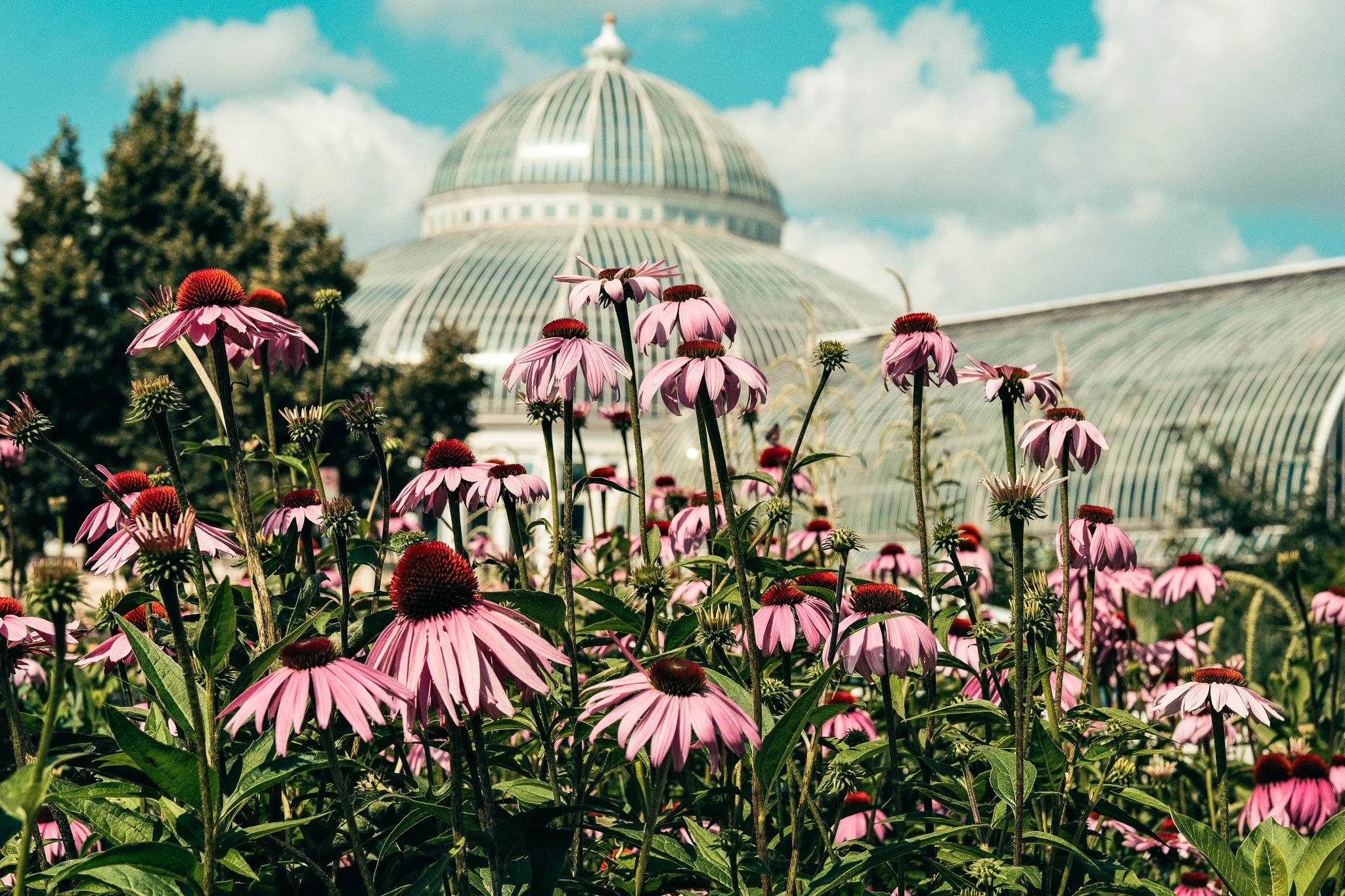 Como Flower 71126-16-2.jpg